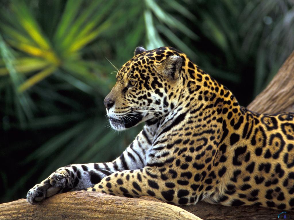 Wallpaper Jaguar In Amazon Rainforest Brazil