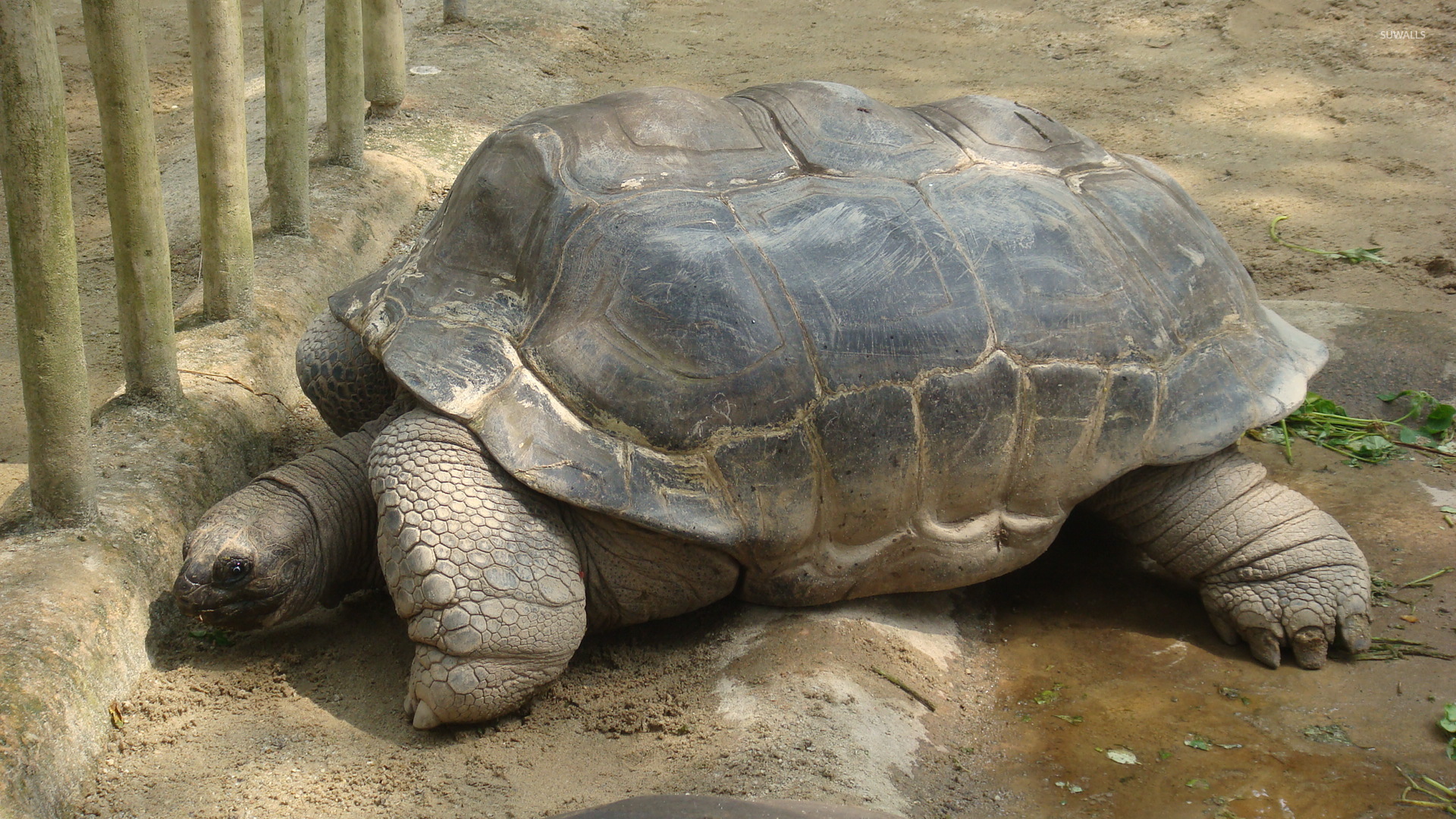 Tortoise Wallpaper Animal