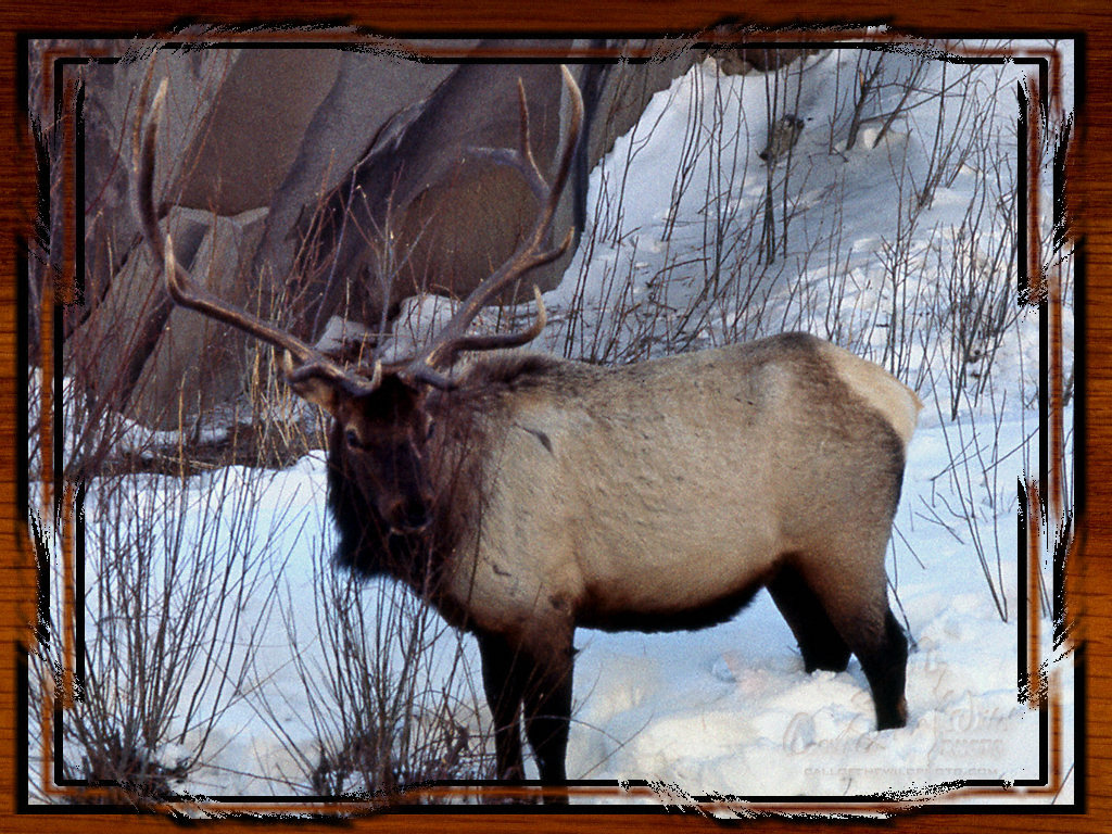Yellowstone National Park Elk Pictures Wallpaper