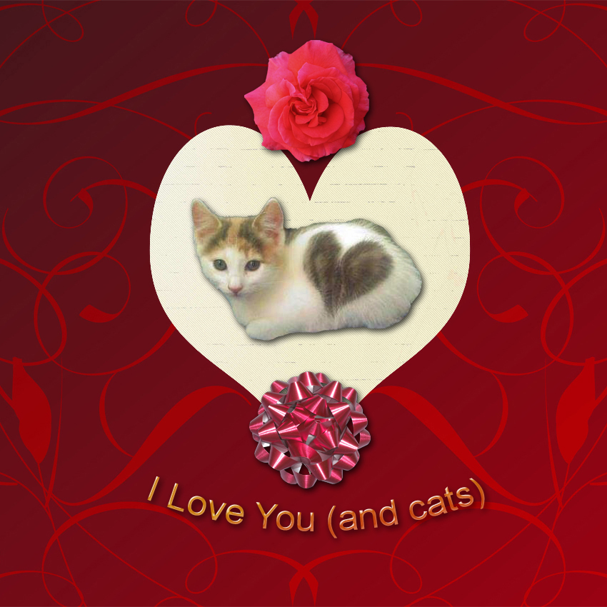 Valentines Day Card For Cat Lovers Pictures Of Cats