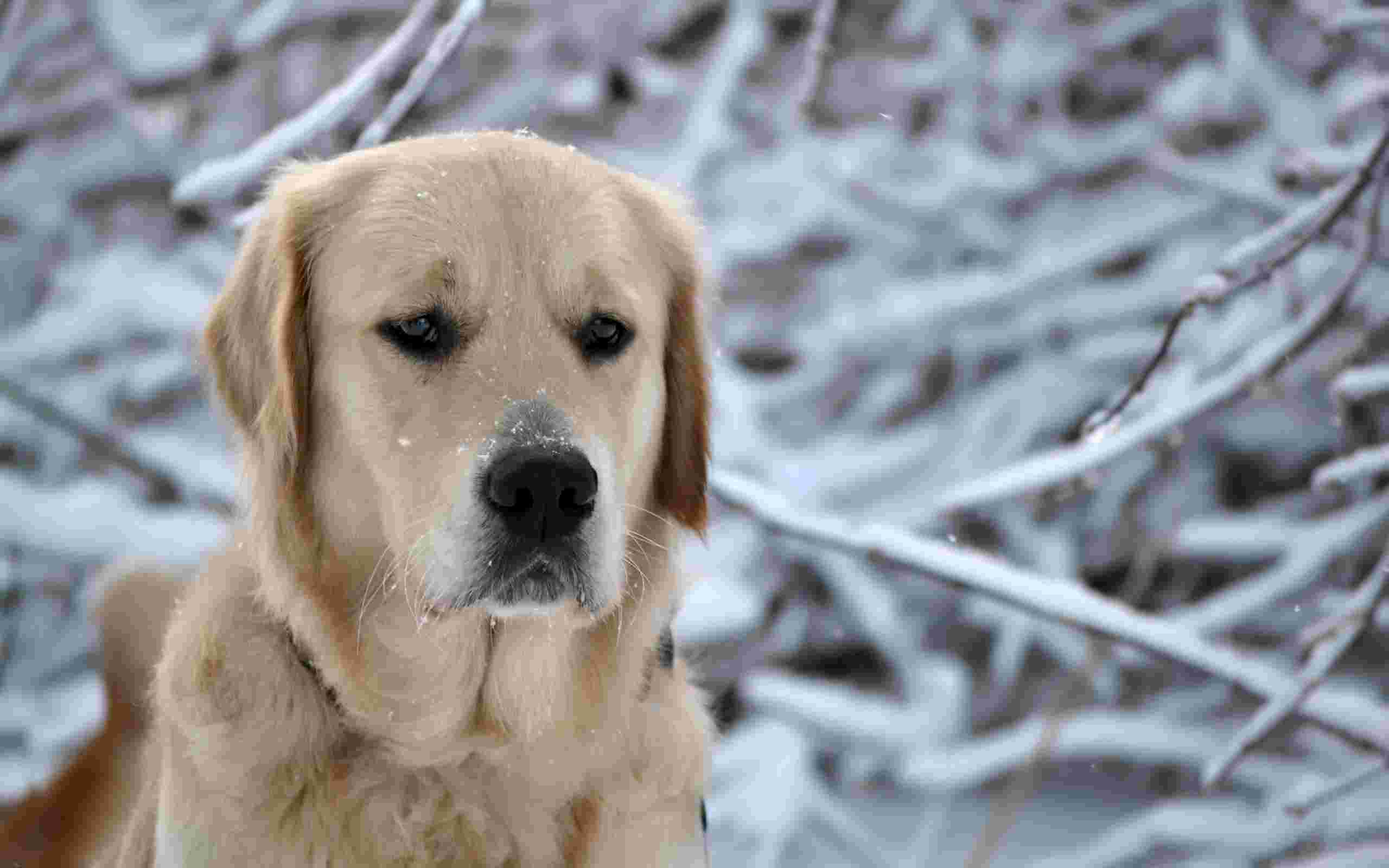 Sad Dog In The Snow Wallpaper Dogs Nature Collection