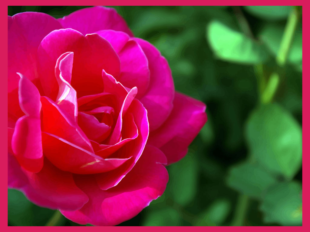 Rose For Your Greeting Cards Background Wallpaper And Romantic