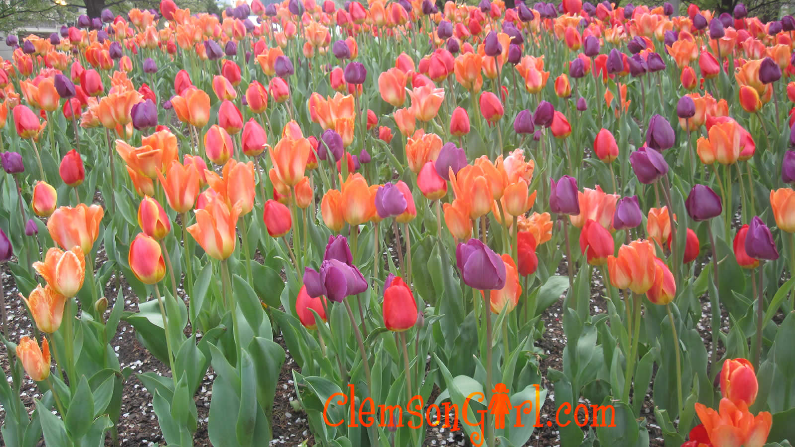 April Showers Bring Clemson Flowers 1600x900
