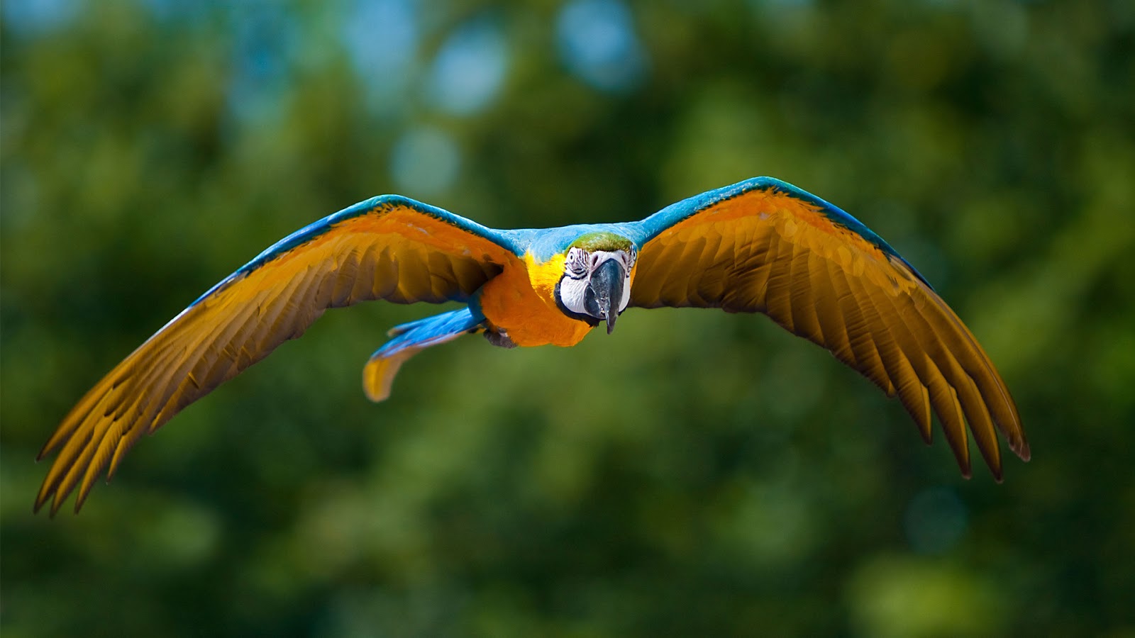 Macaw Parrot Sky Image   SA Wallpapers
