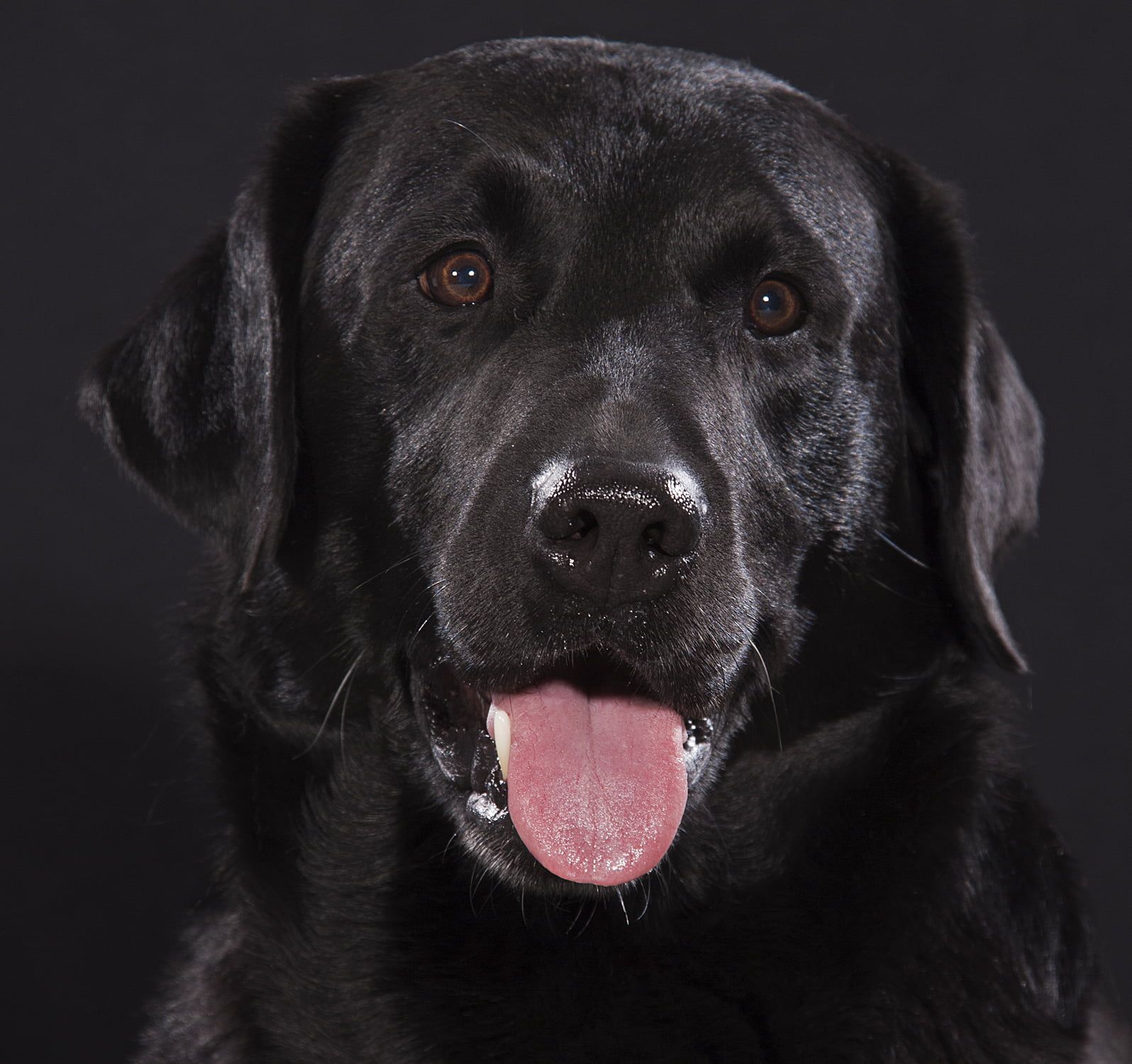 Black Labrador Wallpaper