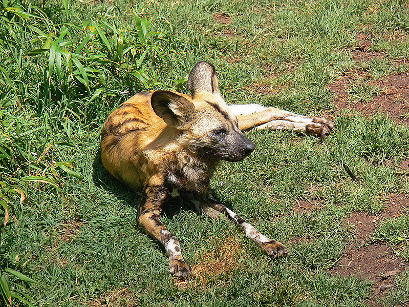 African Wild Dog Pictures Wallpaper Of