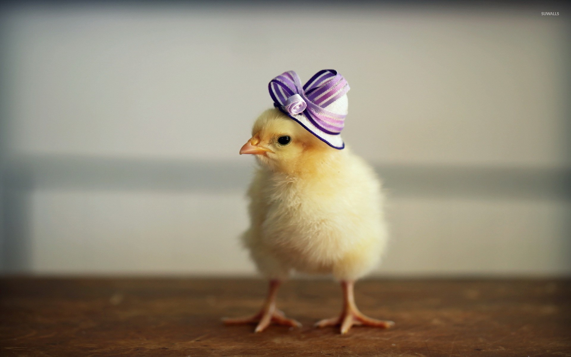 Chick With A Purple Hat Wallpaper Animal