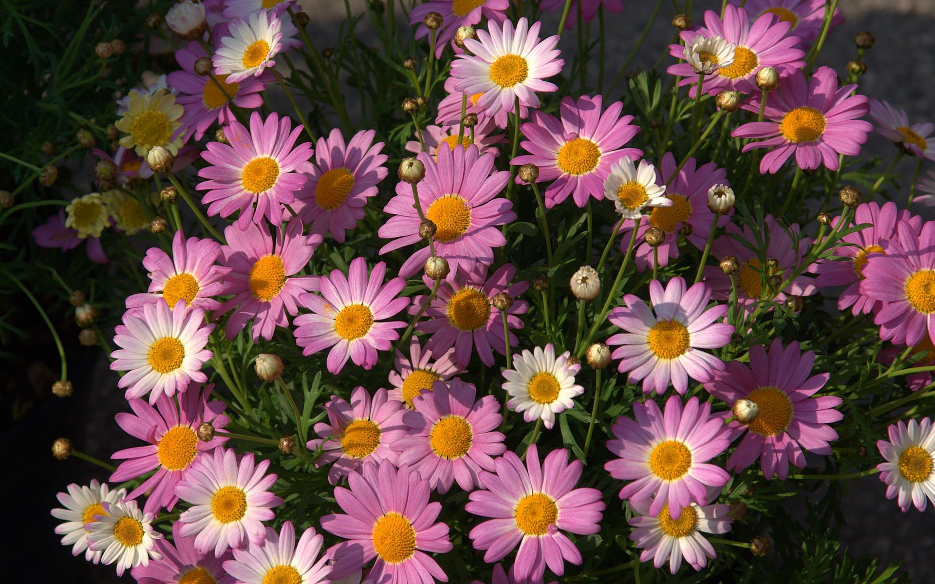 pink daisy hd wallpaper for your desktop background or desktop