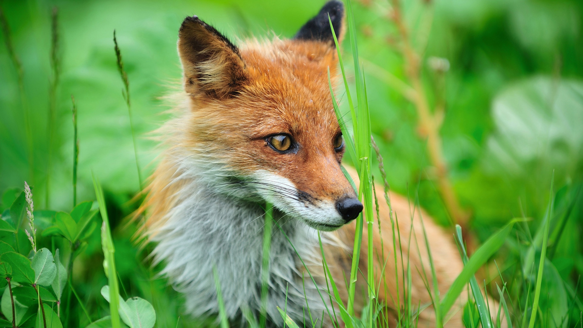 Fox Animal Wallpaper Desktop Background For HD