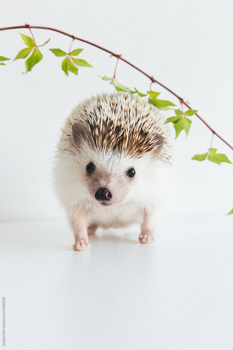Very Cute African Pygmy Hedgehog On White Background With Ivy