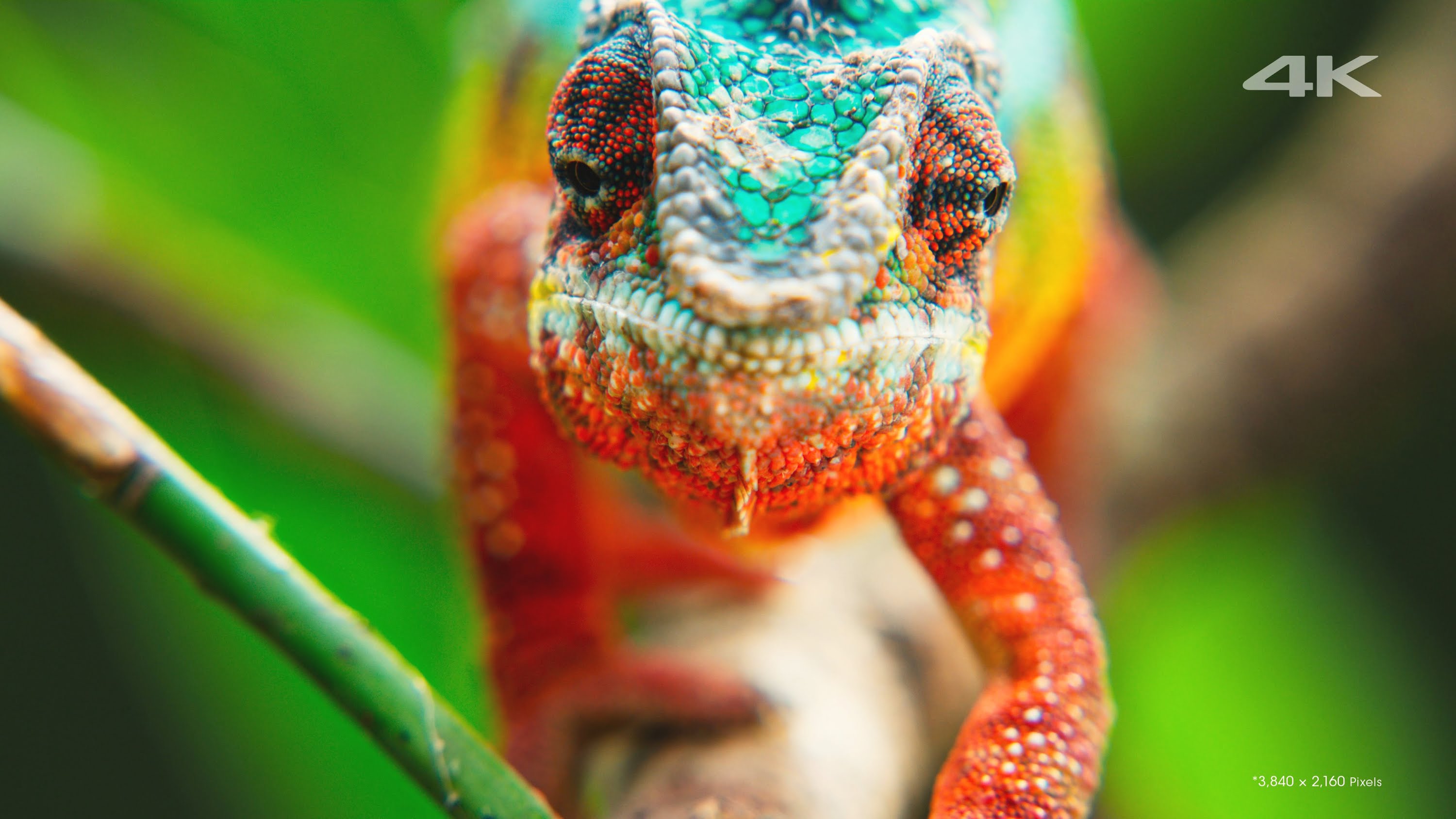 Close-up of a colorful chameleon in 4K resolution