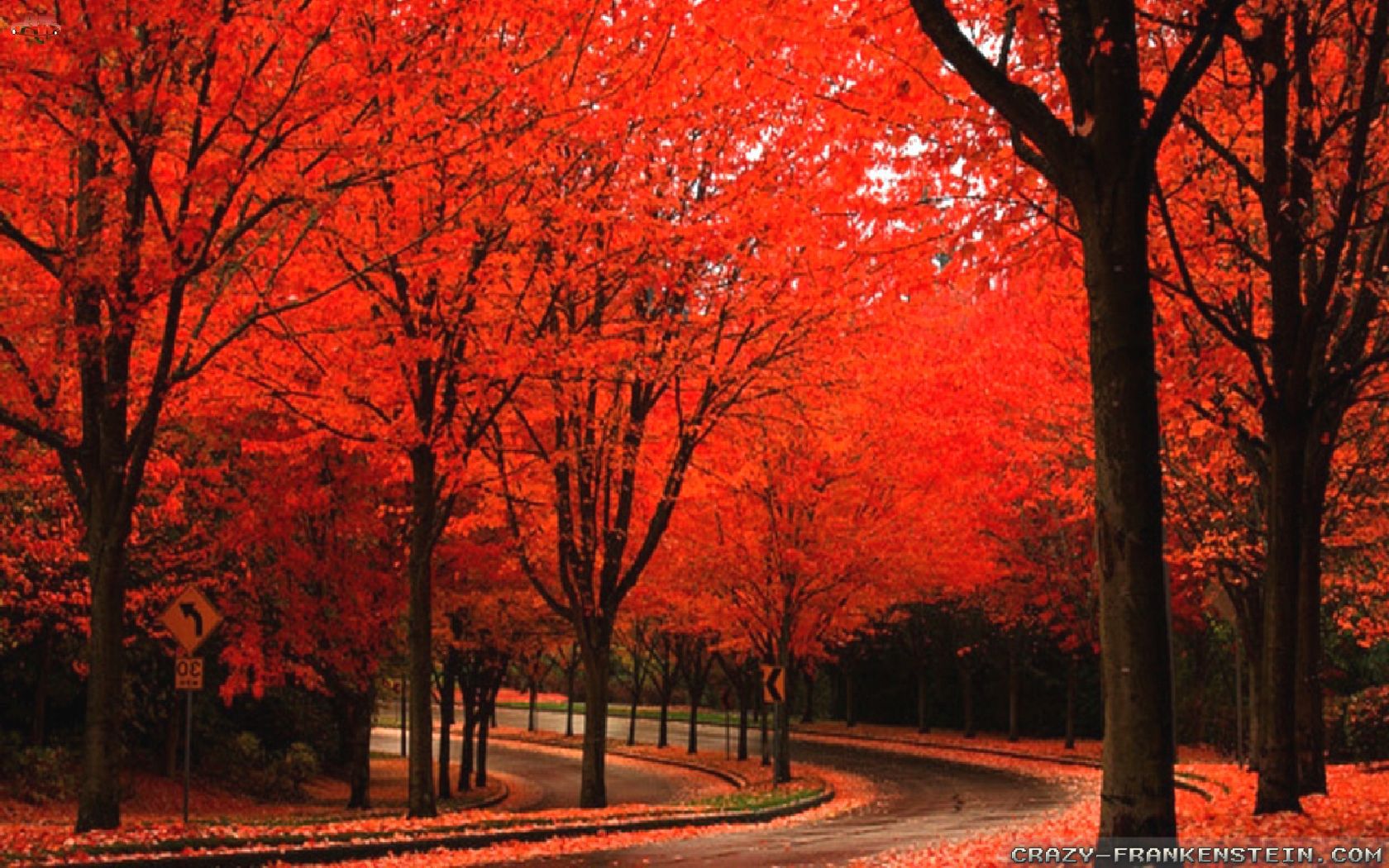 Bright Red Alley Beautiful Autumn Wallpaper