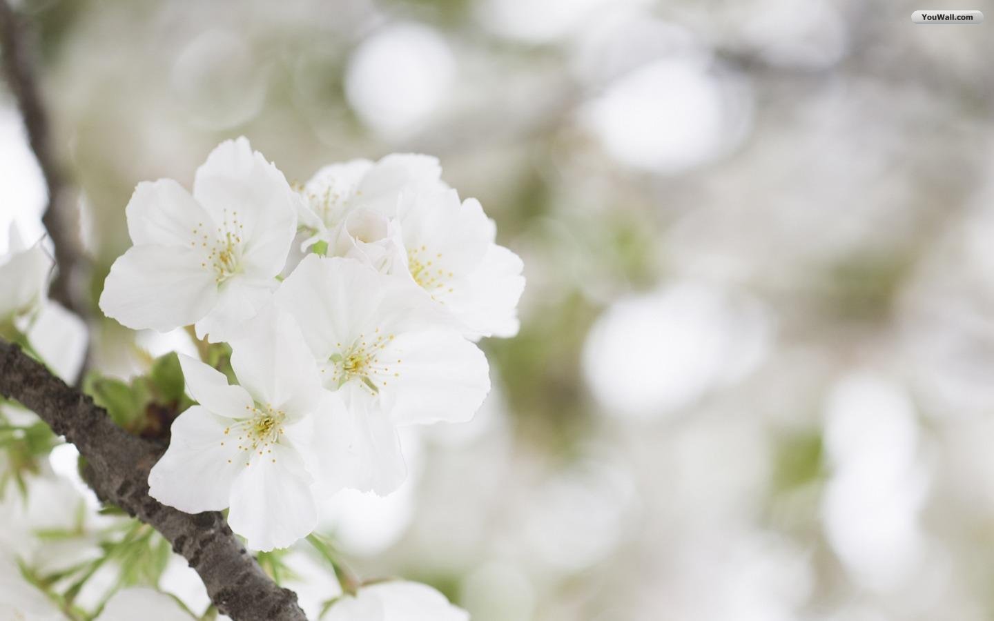 White Flowers Wallpaper
