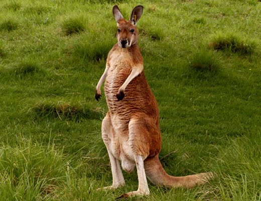 Animal Wallpaper Kangaroo