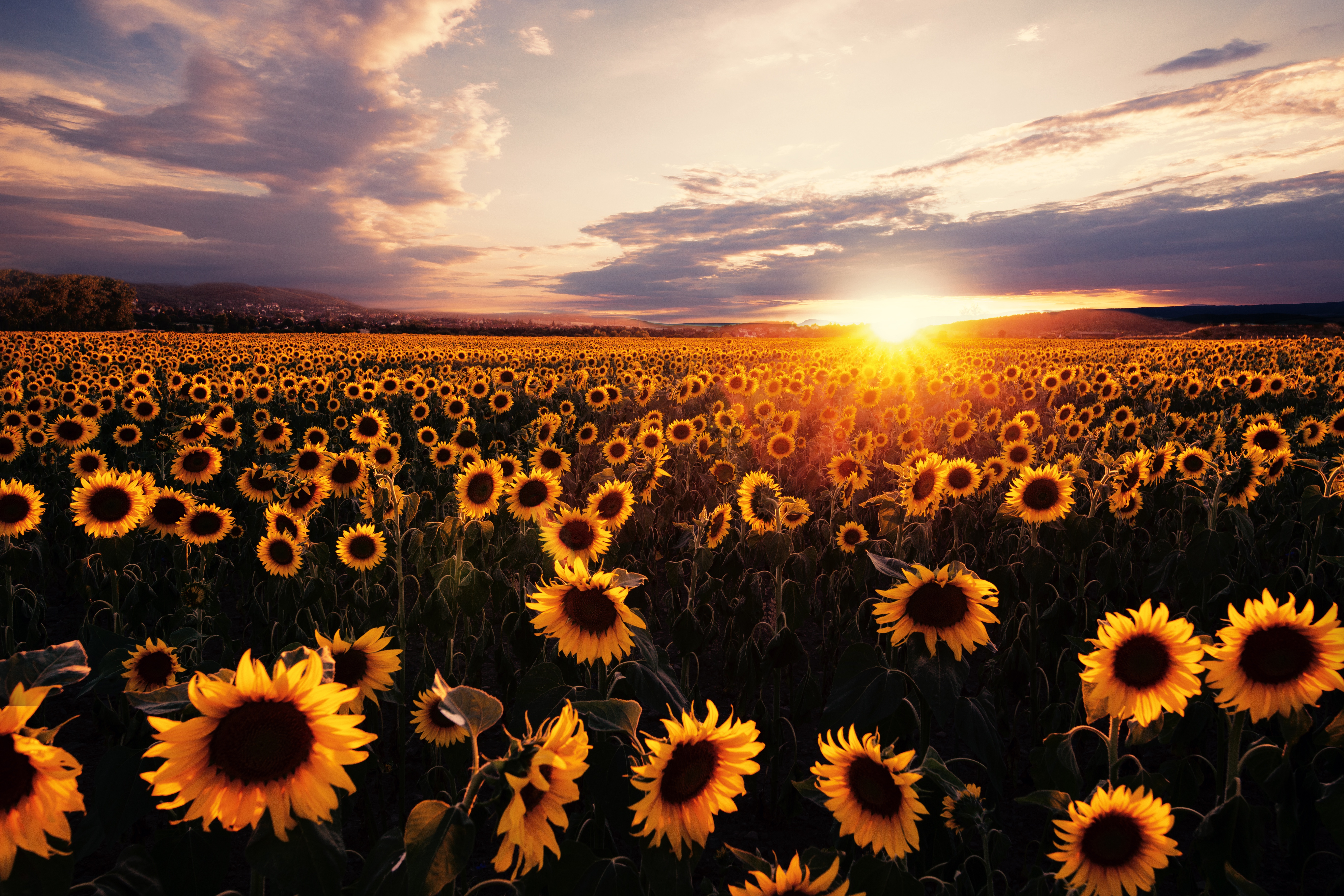 Wallpaper 4k Sunflowers Field Sunrise