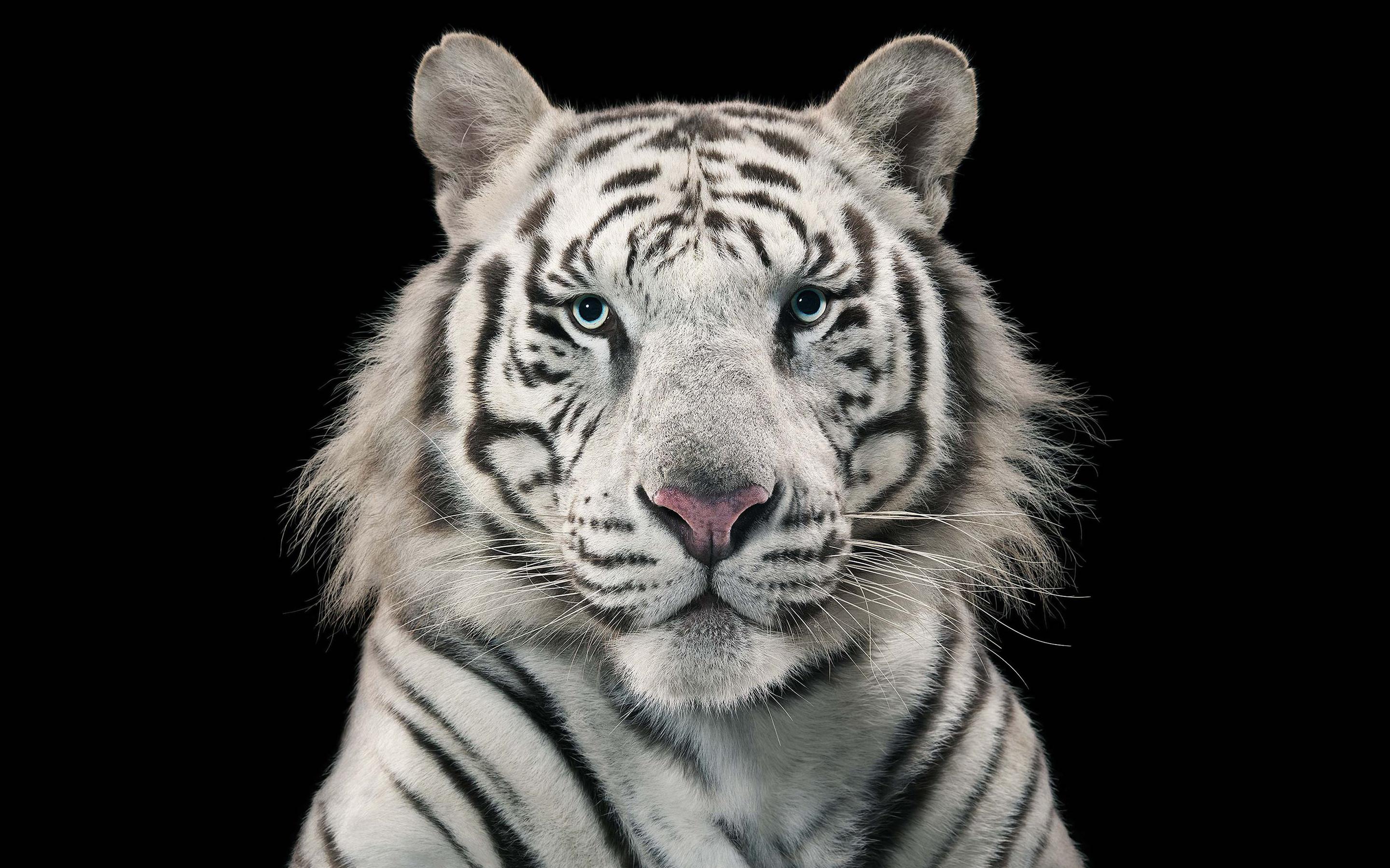 White Tiger Bengal Tiger HD wallpaper