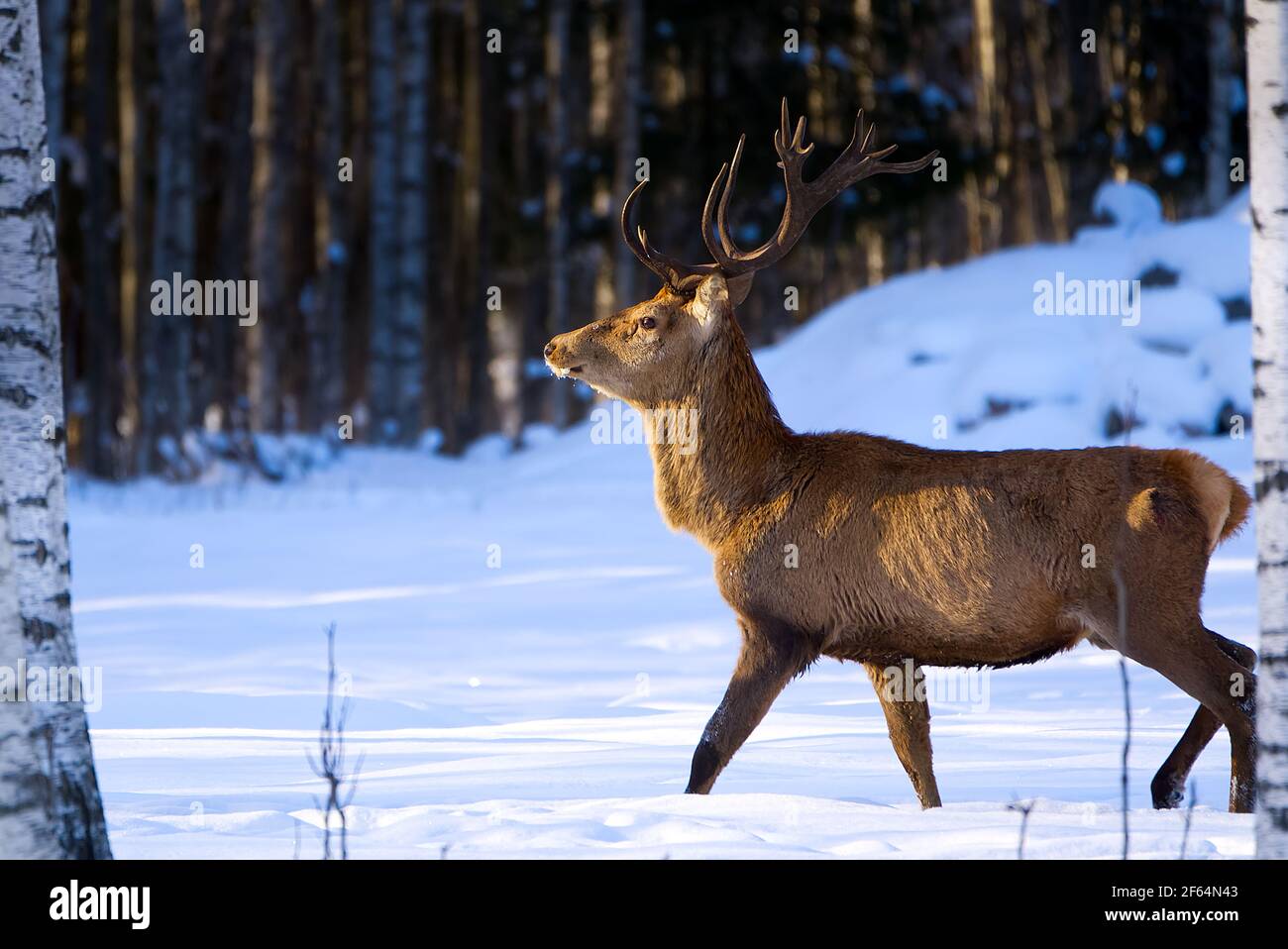 Red Deer In Winter Forest Walking Wildlife Protection Of Nature
