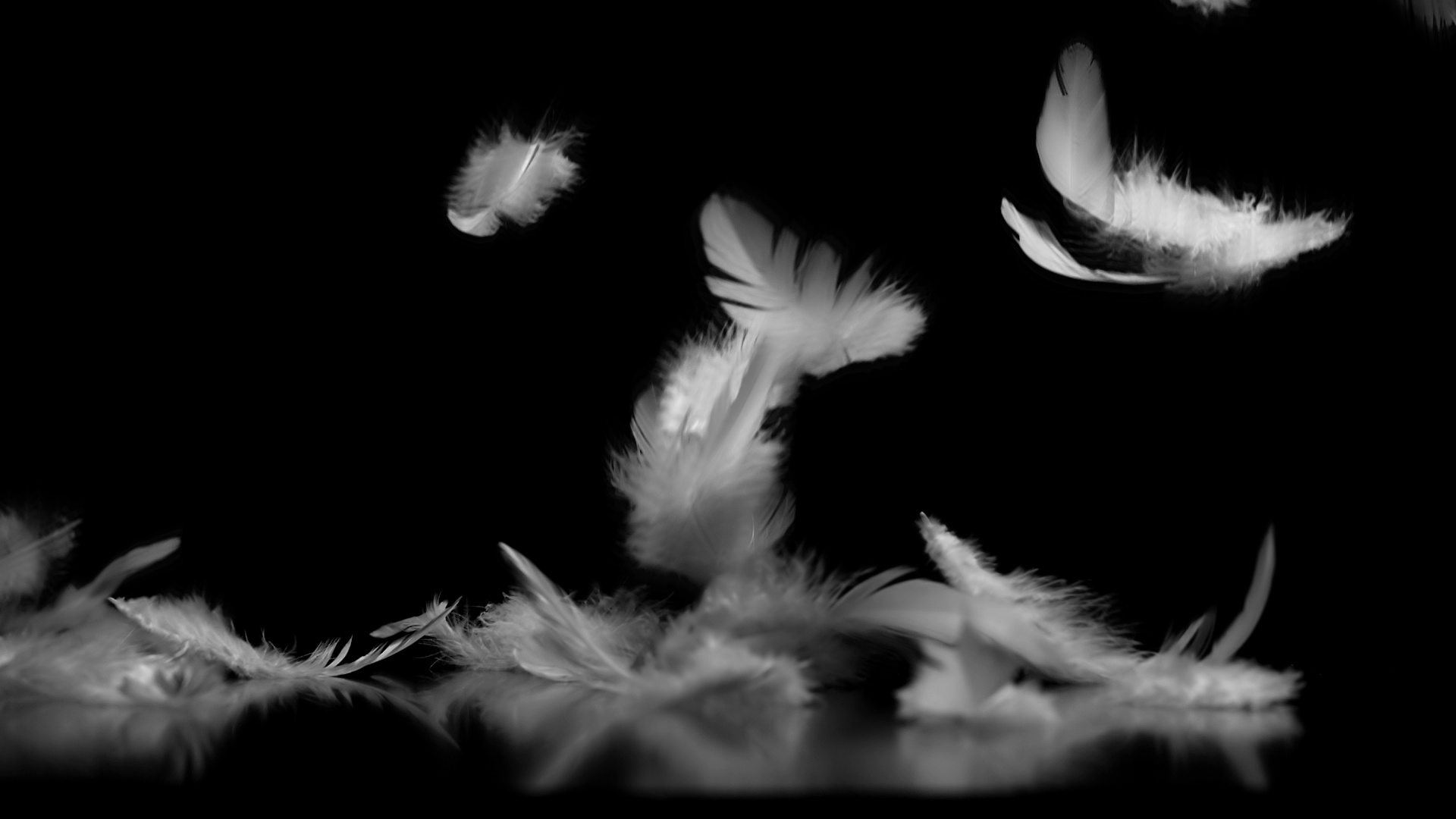 White Feathers Falling Against Black Background With Reflection