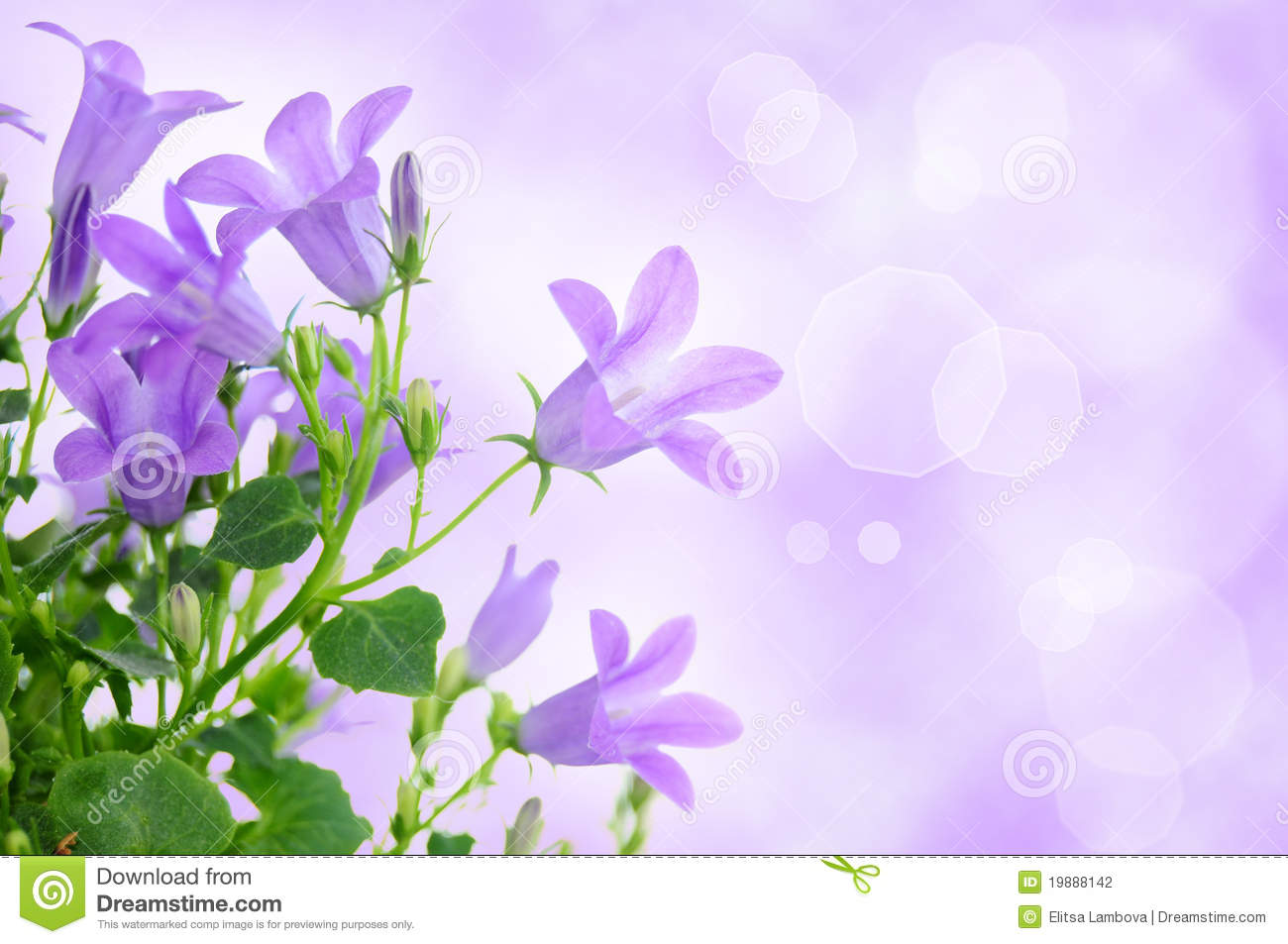Flower Background Related Keywords Suggestions