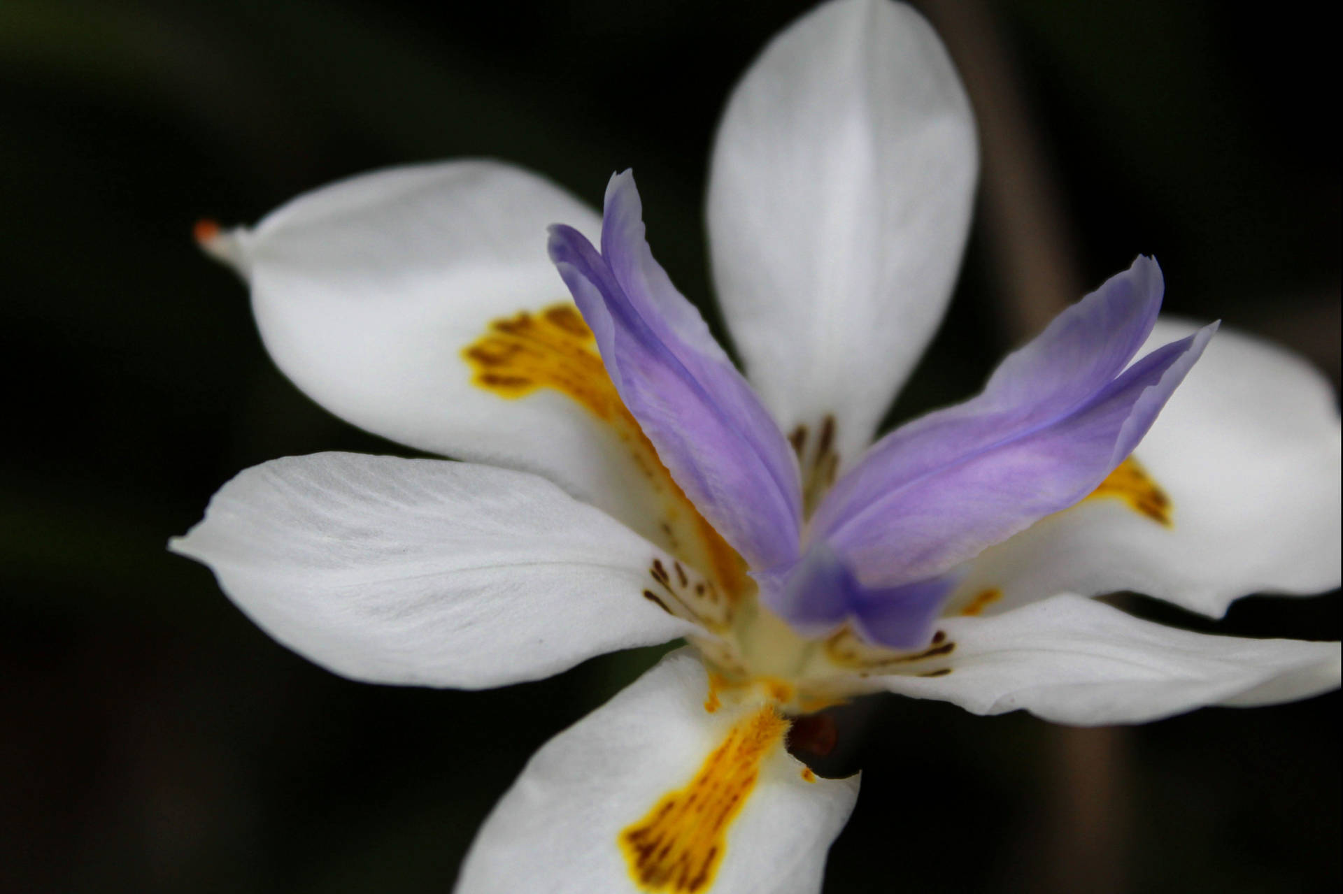 Butterfly Iris Flower Qcqp87fy9f6eam2t Wallpaper