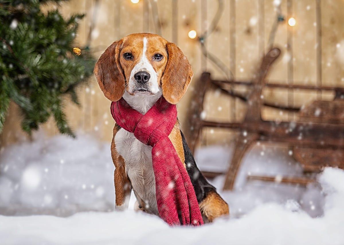 Bagel The Beagle Up For Adoption Soon