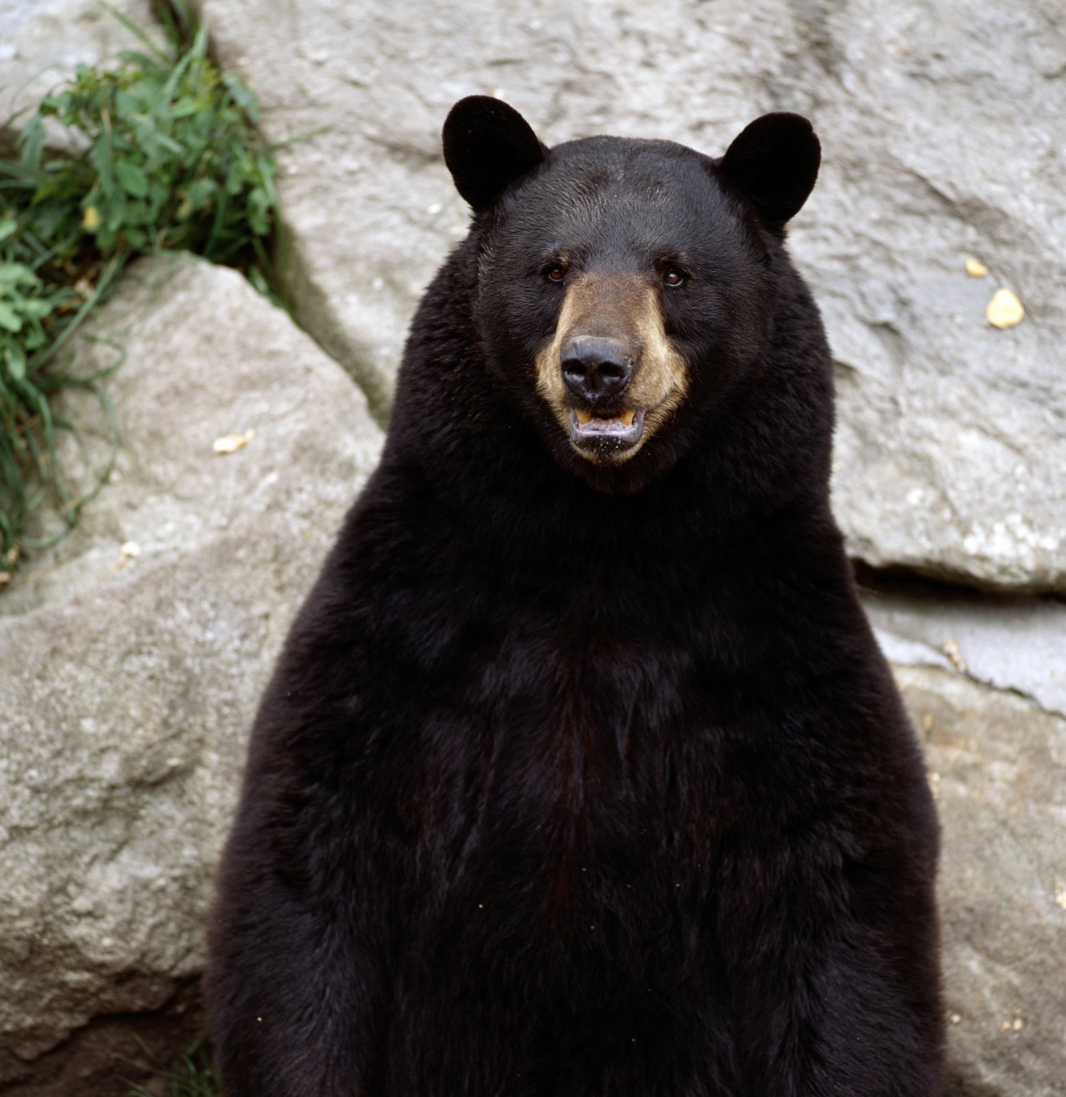 Black Bear Bears Photo