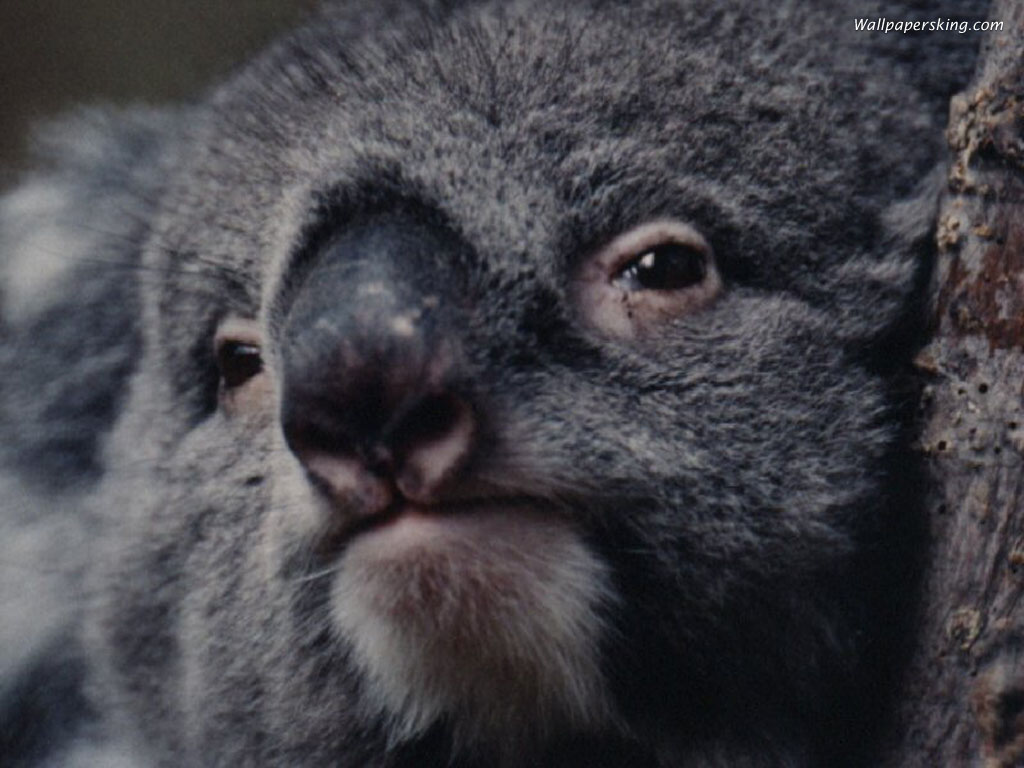 Koala Bear Picture Wallpaper 5 Definition