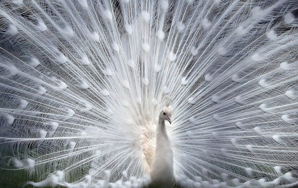 White Peacock HD Wallpaper