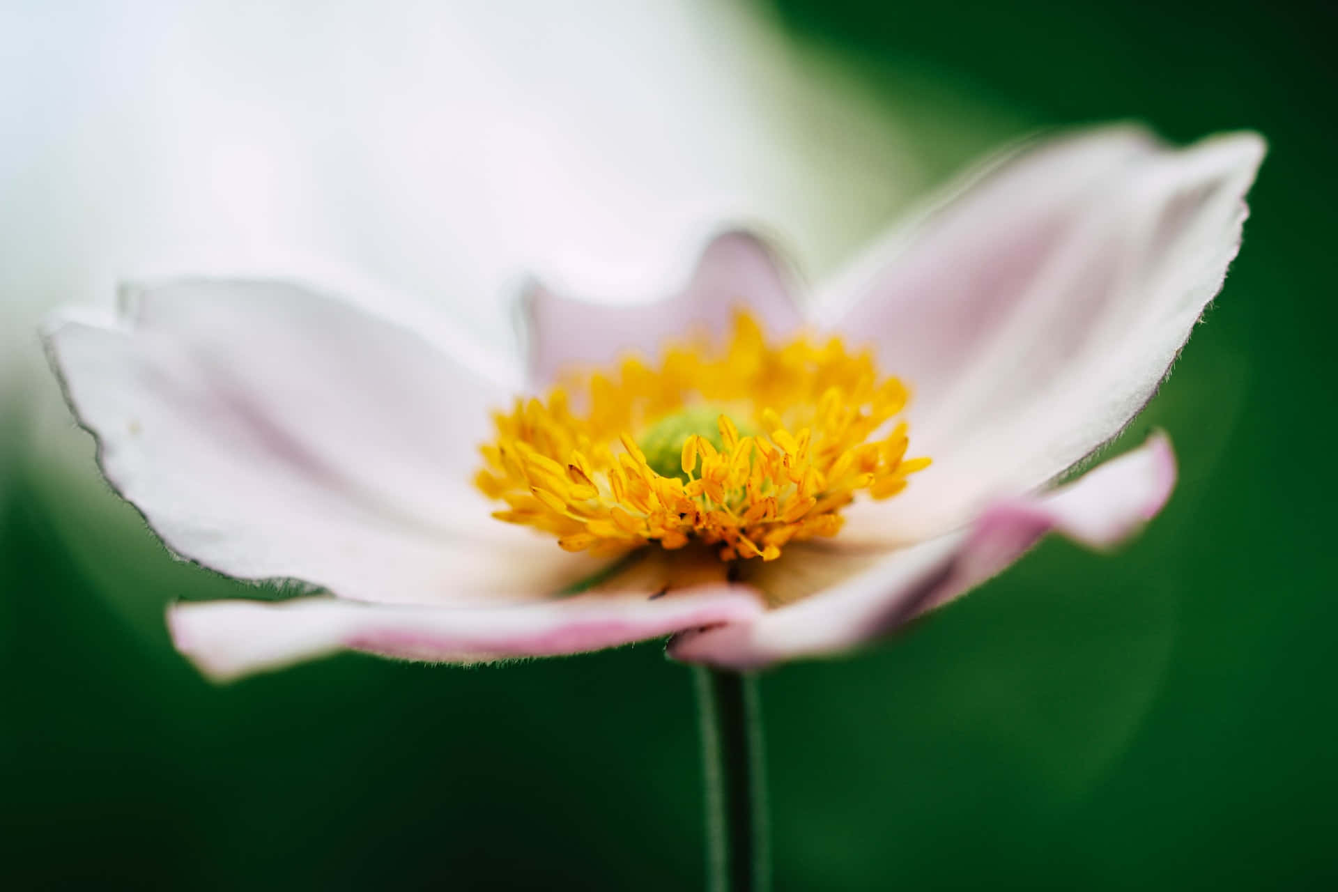 Peaceful Relaxing Wallpaper