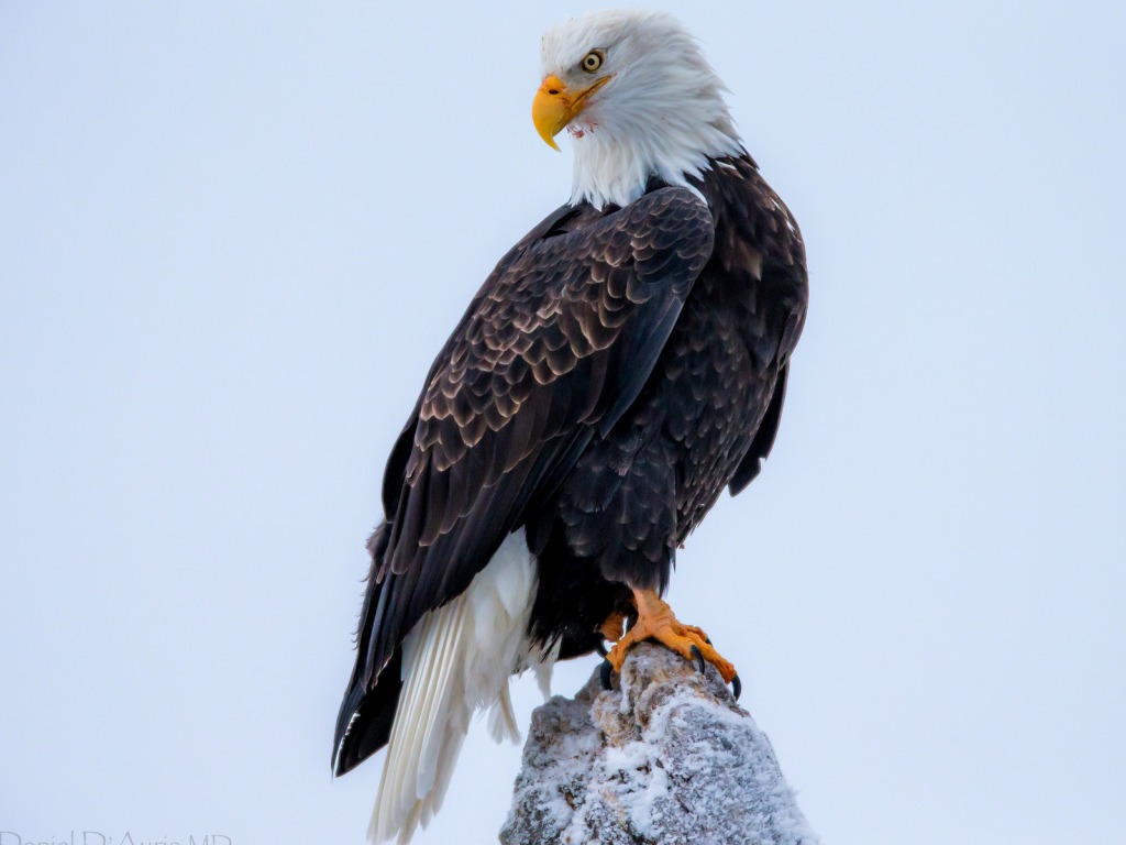 Bald Eagle HD Wallpapers Pictures Images Backgrounds Photos