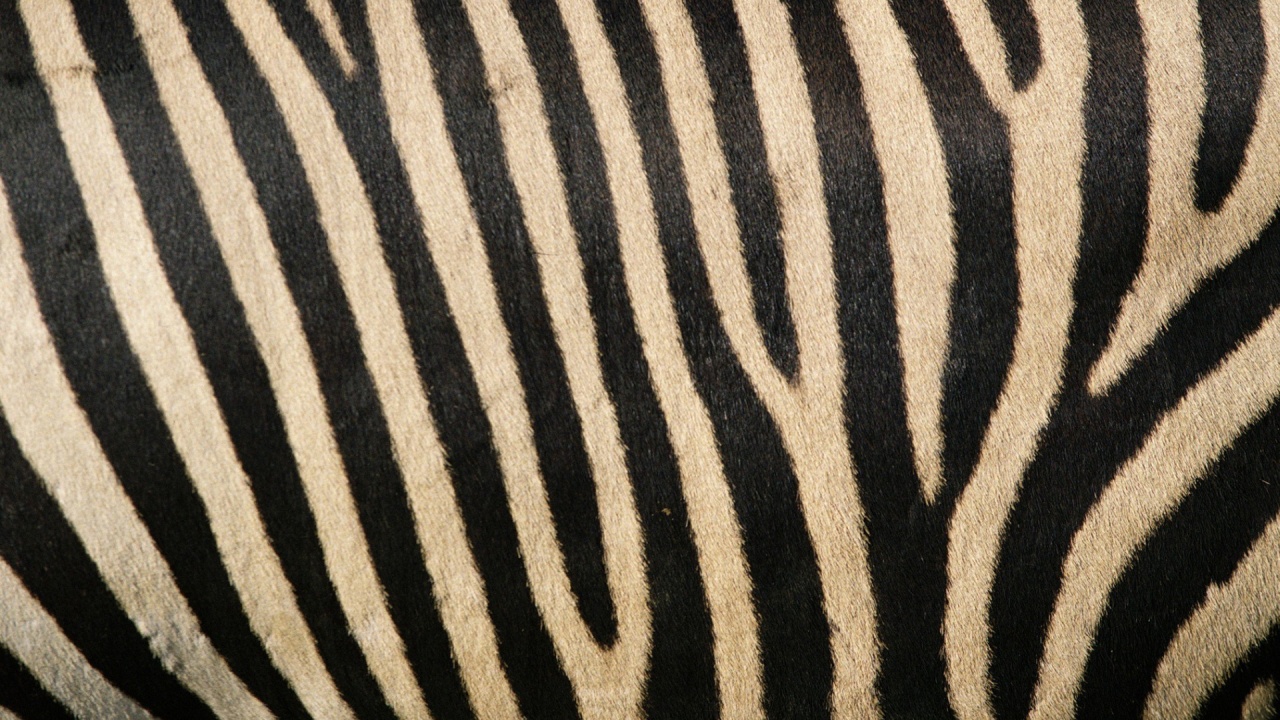 Zebra Stripes Desktop Pc And Mac Wallpaper