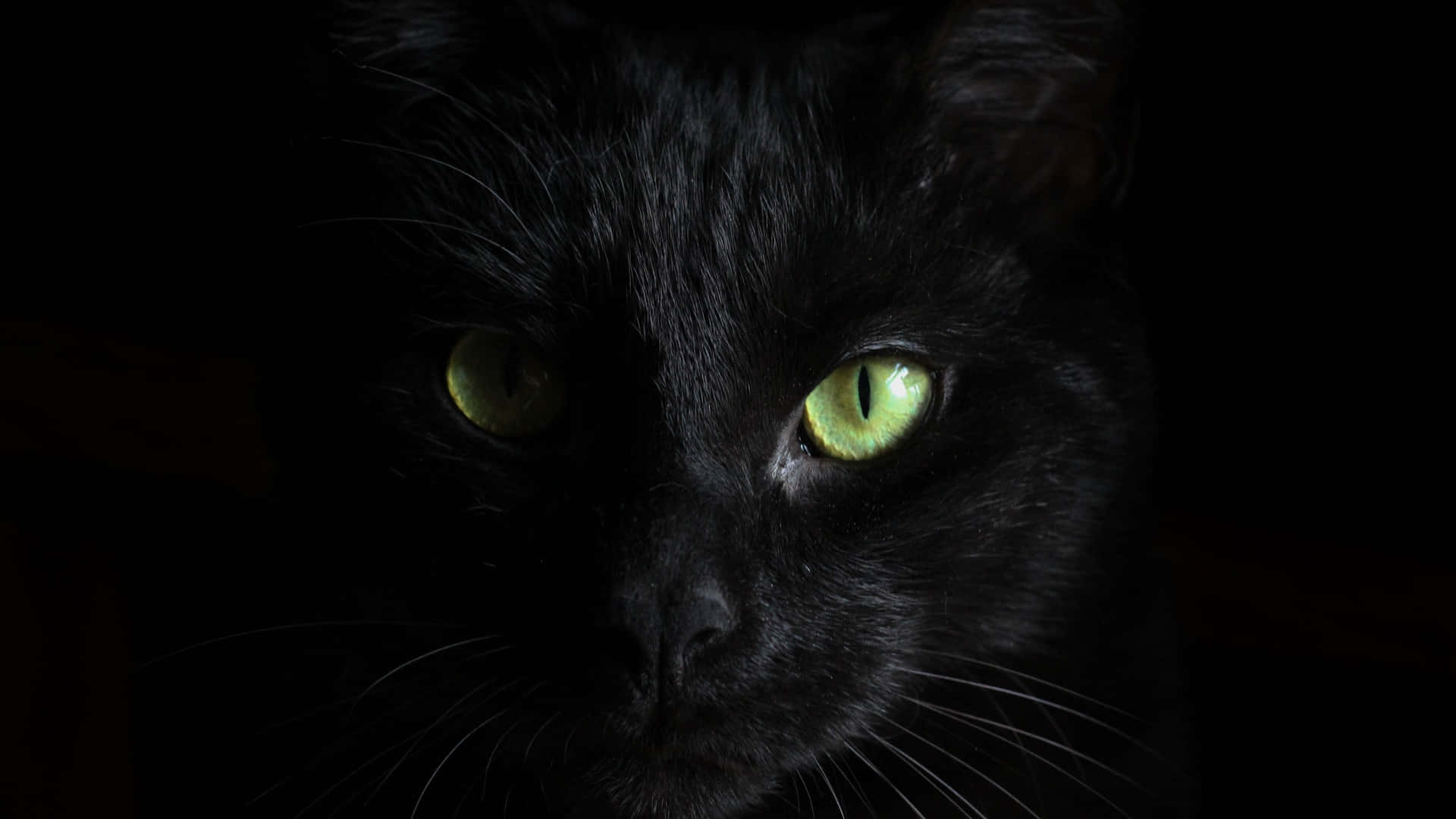 Dark Animals Wallpaper