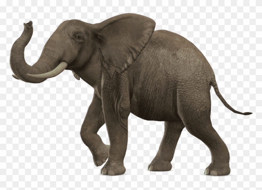 Png Elephant Walking Image Background