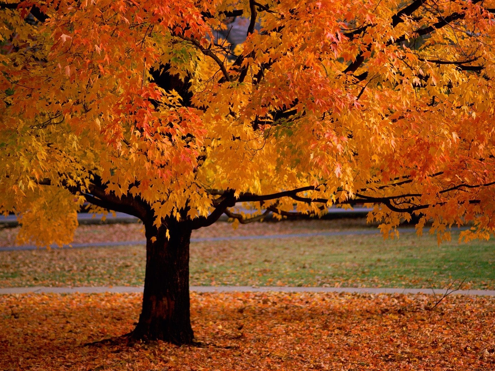 Trees In Autumn Scenery Pics Wallpaper