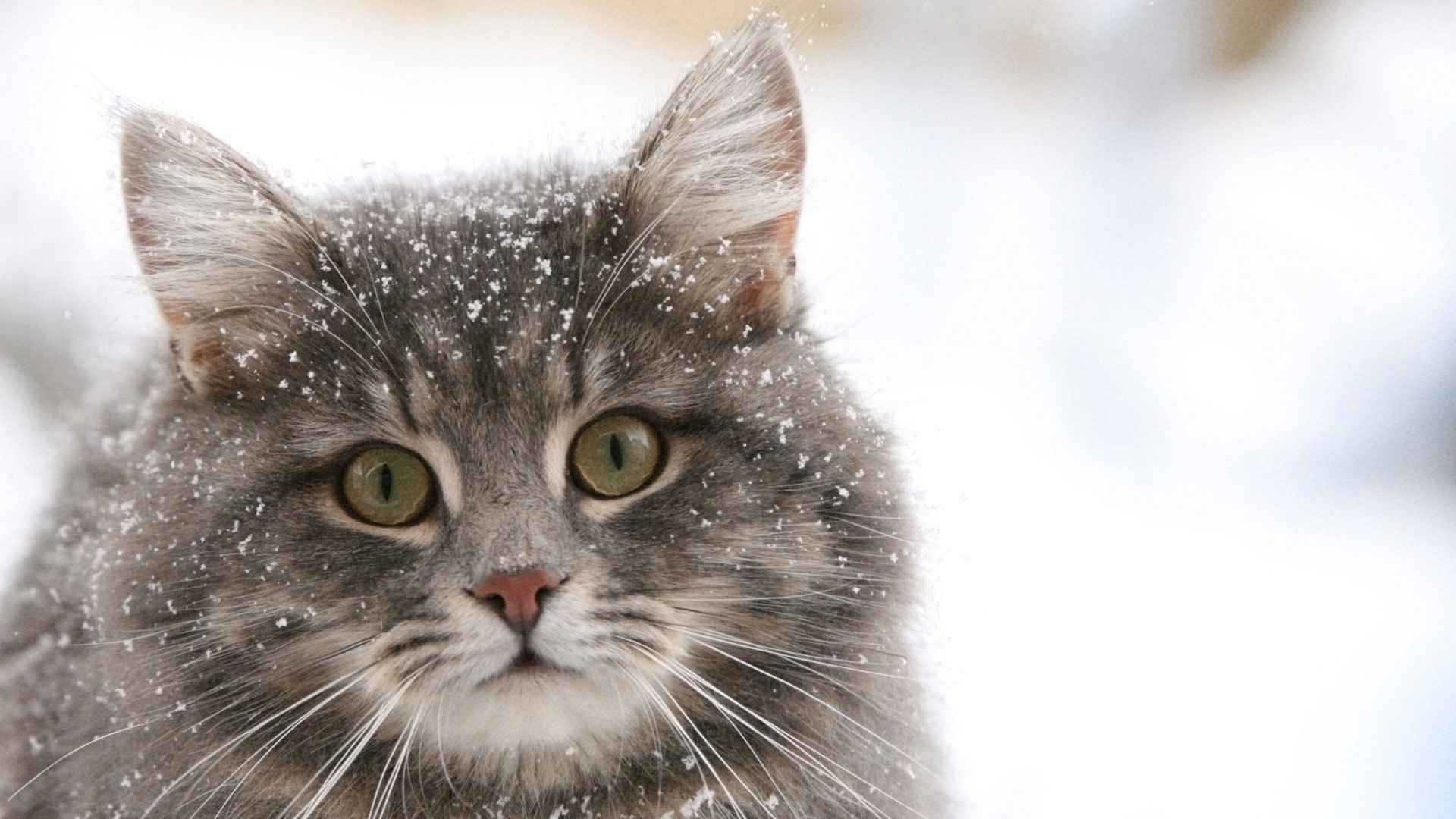 Siberian cat in the snow wallpapers and images   wallpapers pictures