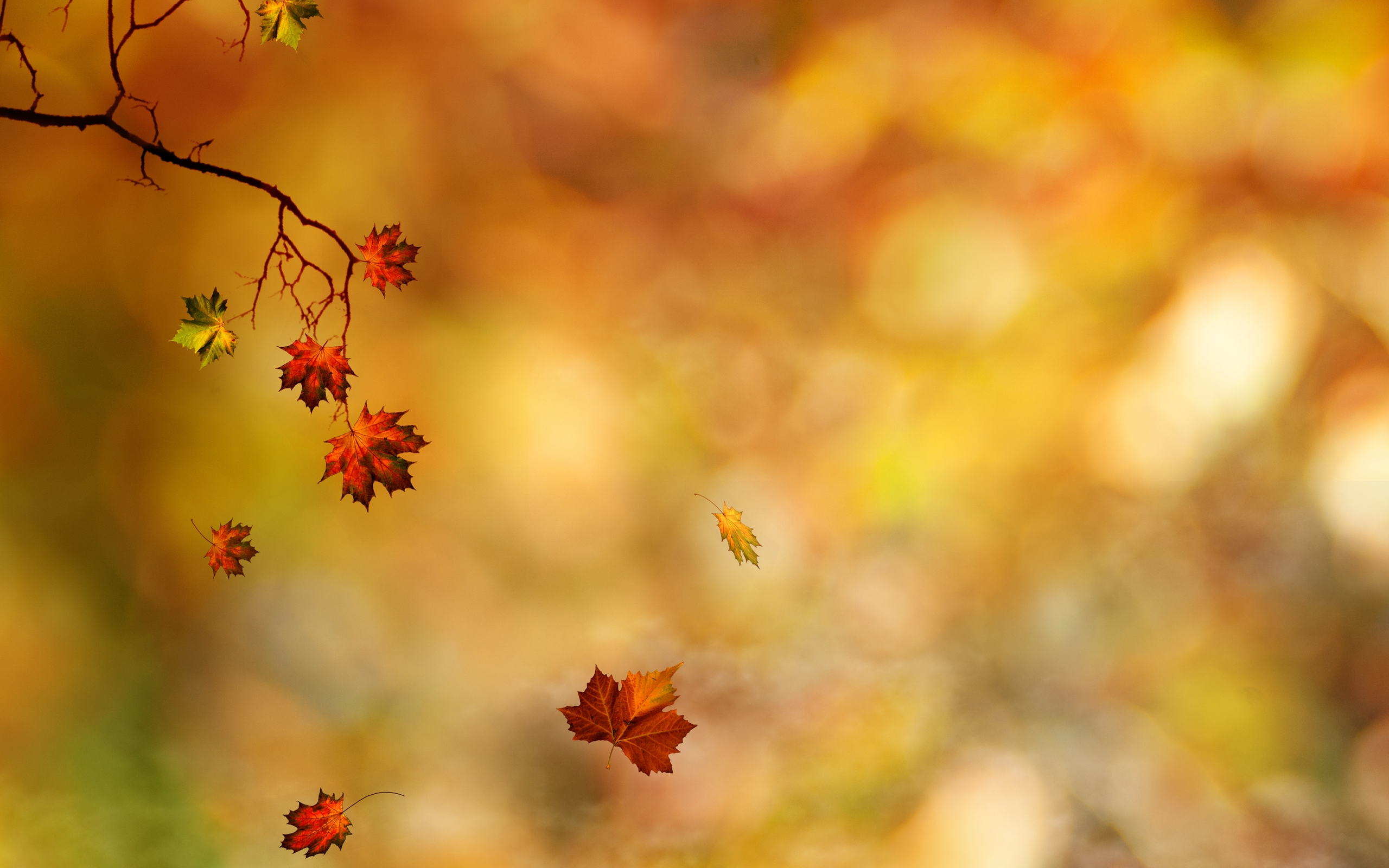 Download Fall Leaves Background 6016 2560x1600 px High
