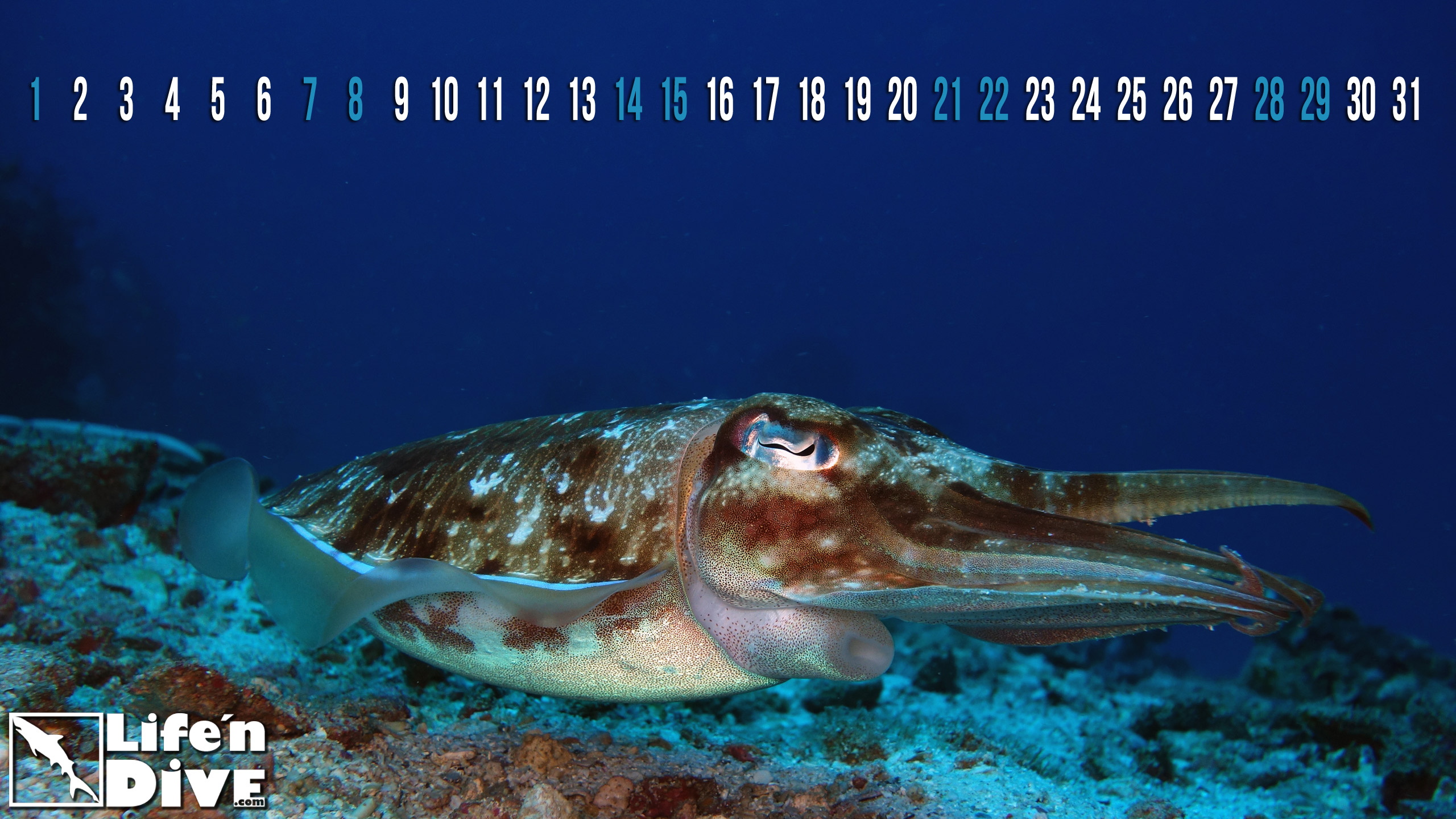 Cuttlefish Jan Wallpaper Without Calendar