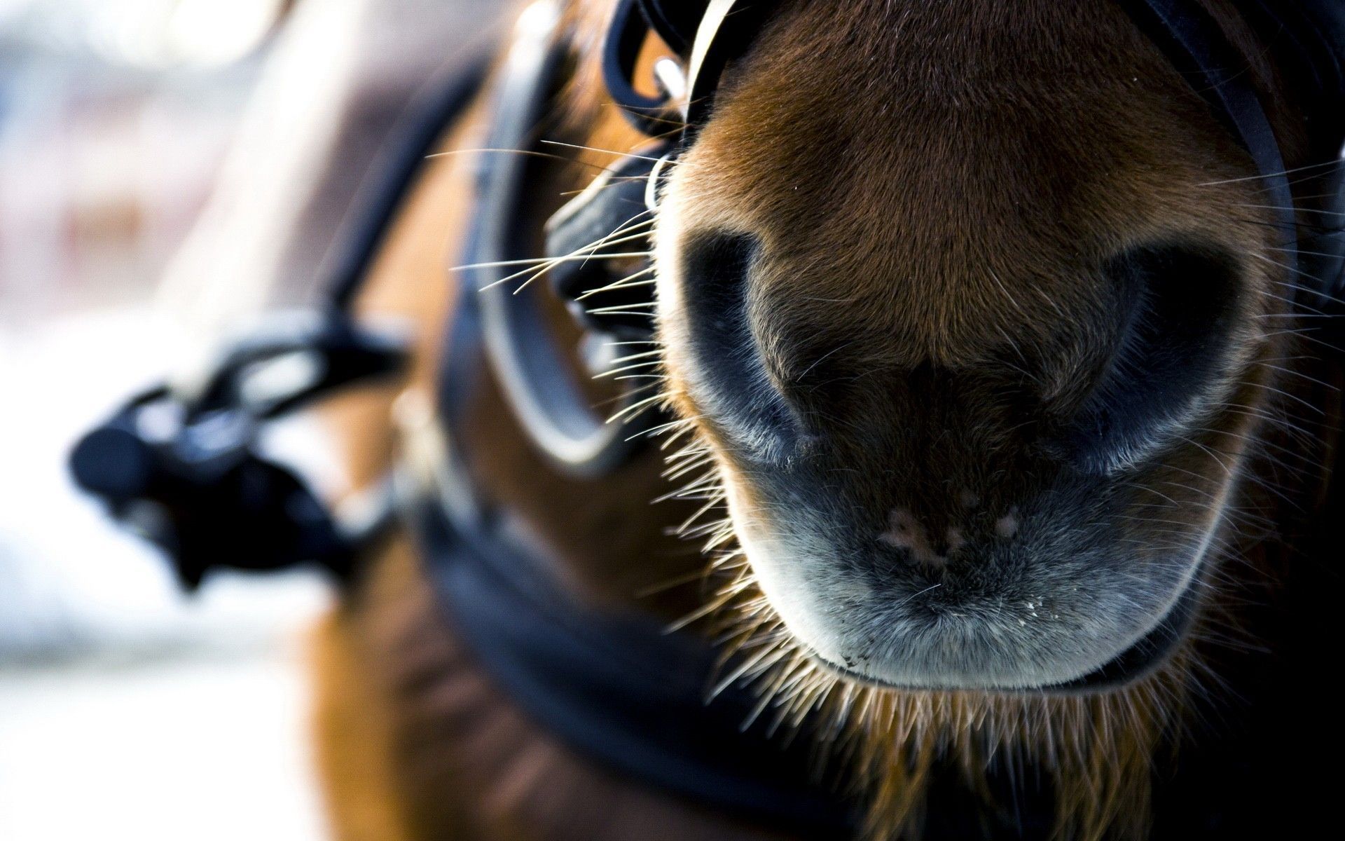 Horse Face Wallpaper