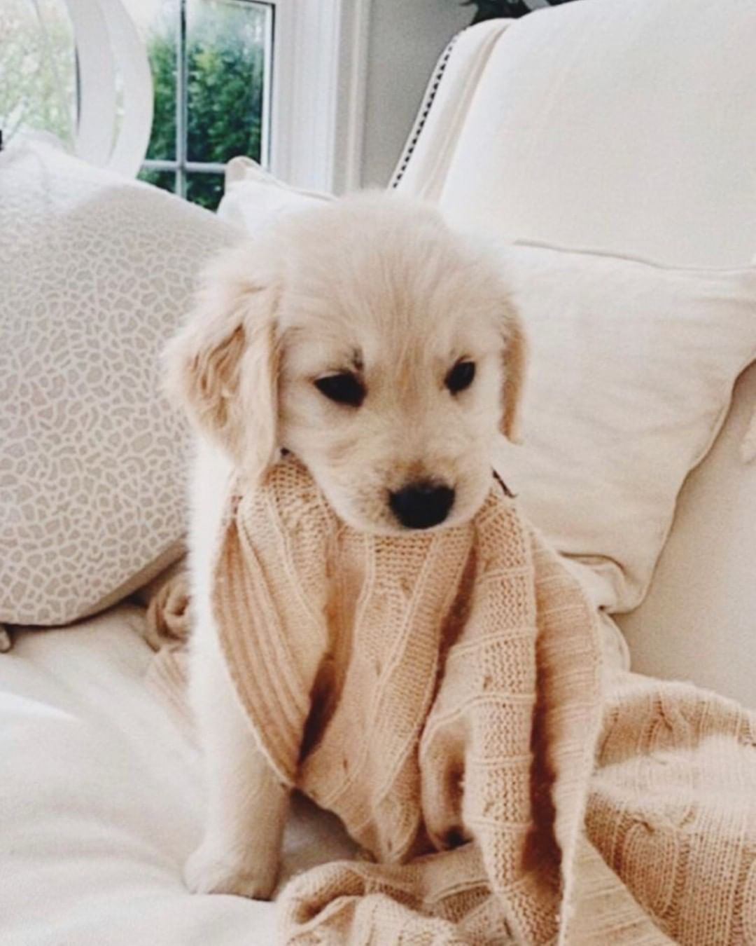 Best Of Cute Aesthetic Wallpaper Dogs 4k