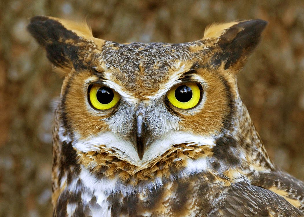 Horned Owl In High Resolution For Definition Background