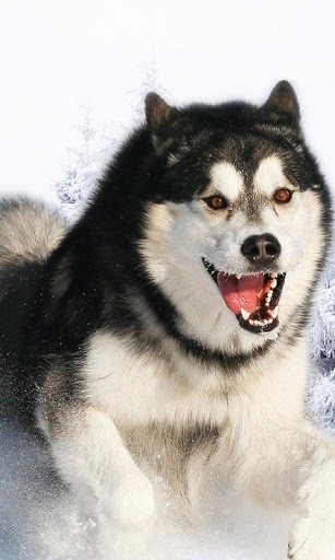 Husky HD Live Wallpaper For Android By Waves