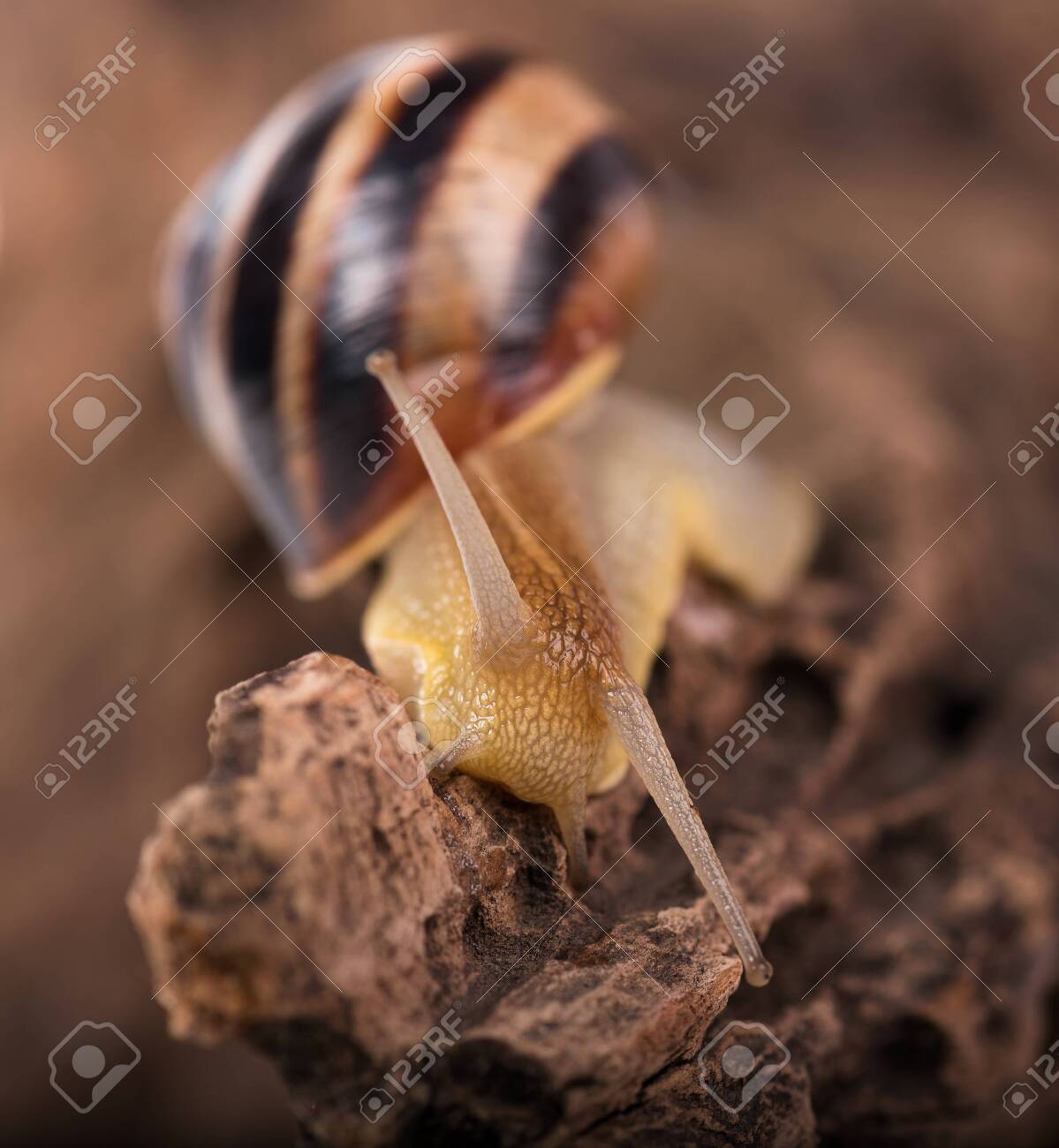 Bright Cute Snail Over The Old Stub Background Close Up Stock