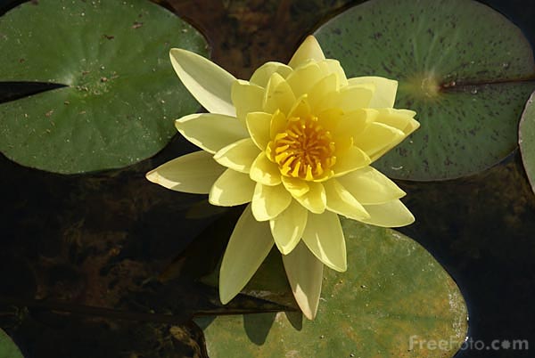 Picture Of Yellow Water Lily