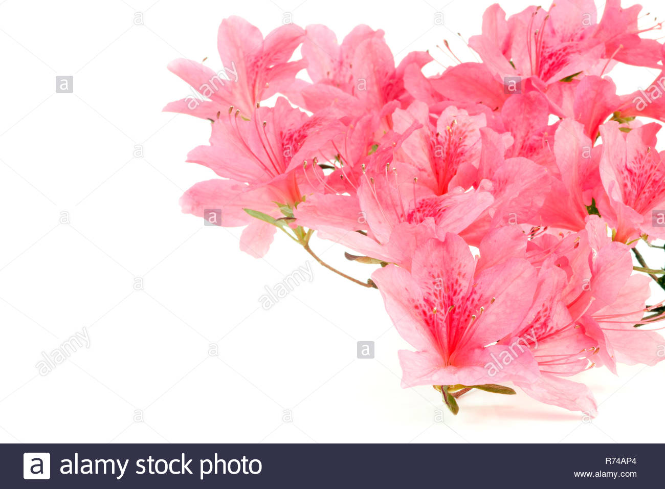 Pink Japanese Azalea Isolated On White Background Selective Focus