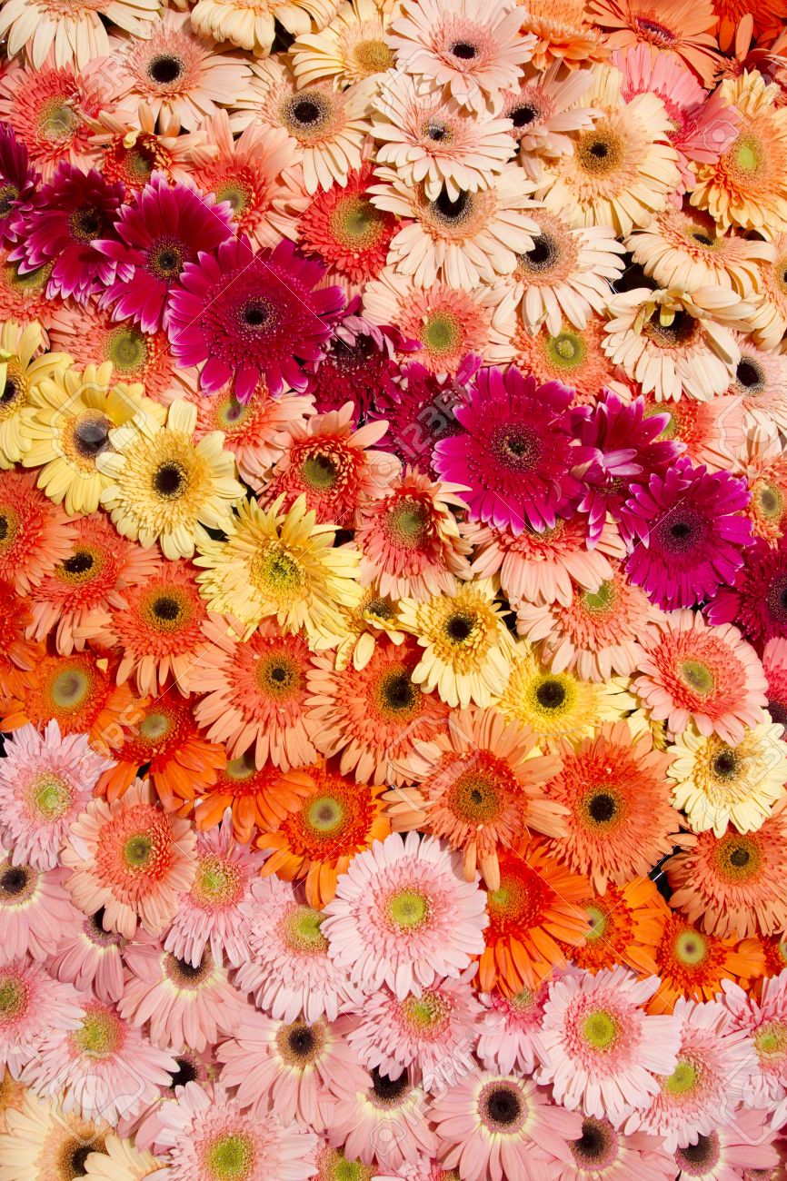 Gerbera Colorful Gerbera Flower Arranging In Rainbow Wallpaper