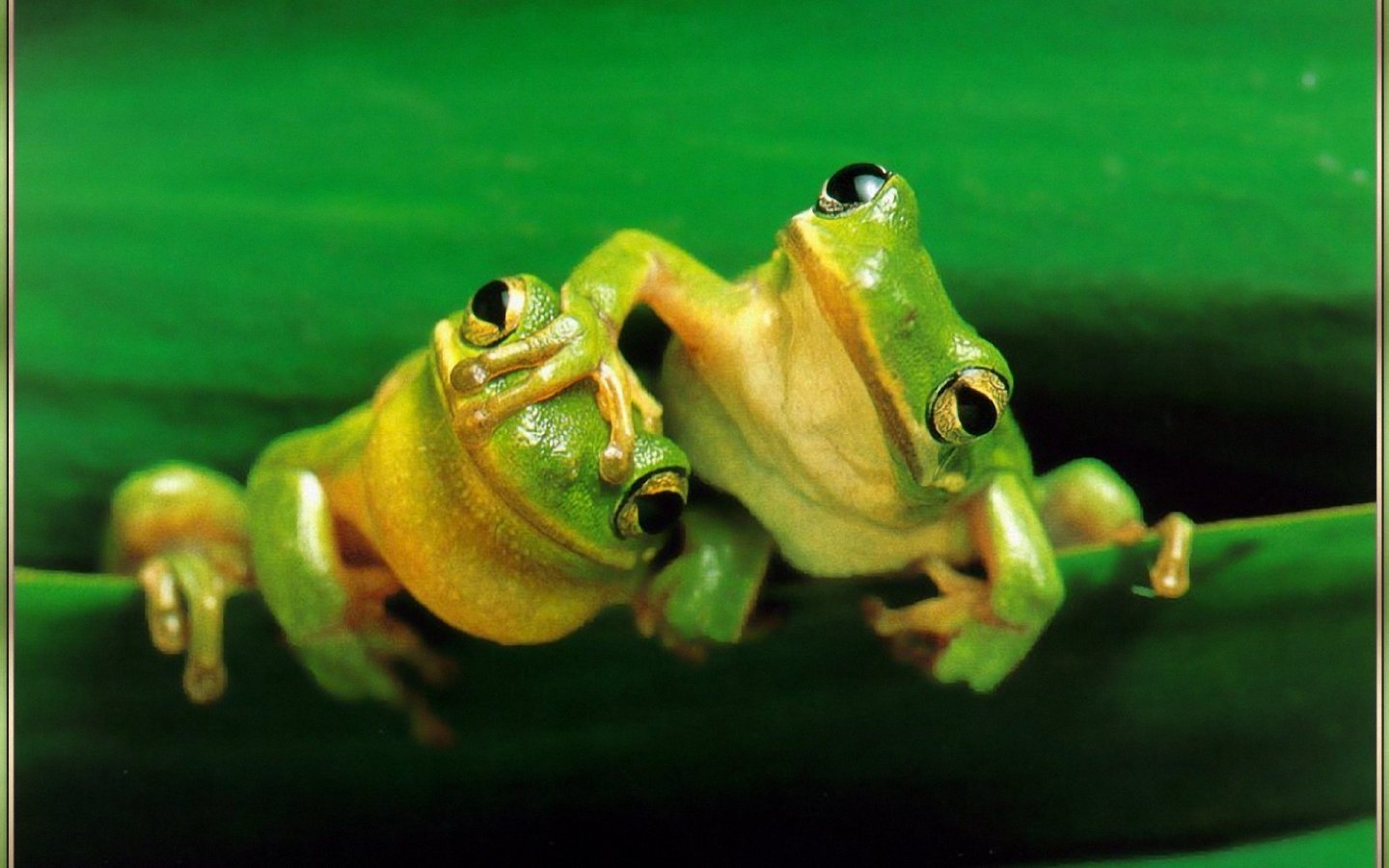 Frog Wallpaper