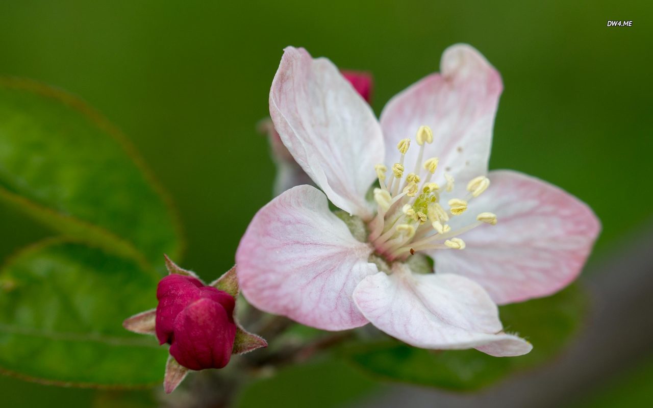 Apple Blossom And Bud Wallpaper Flower