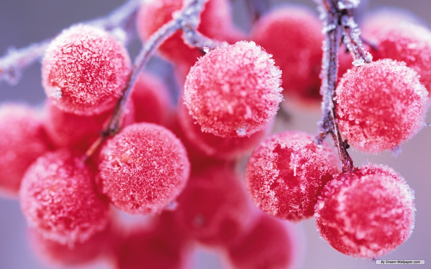 Wallpaper Nature Frosted Winter Berries