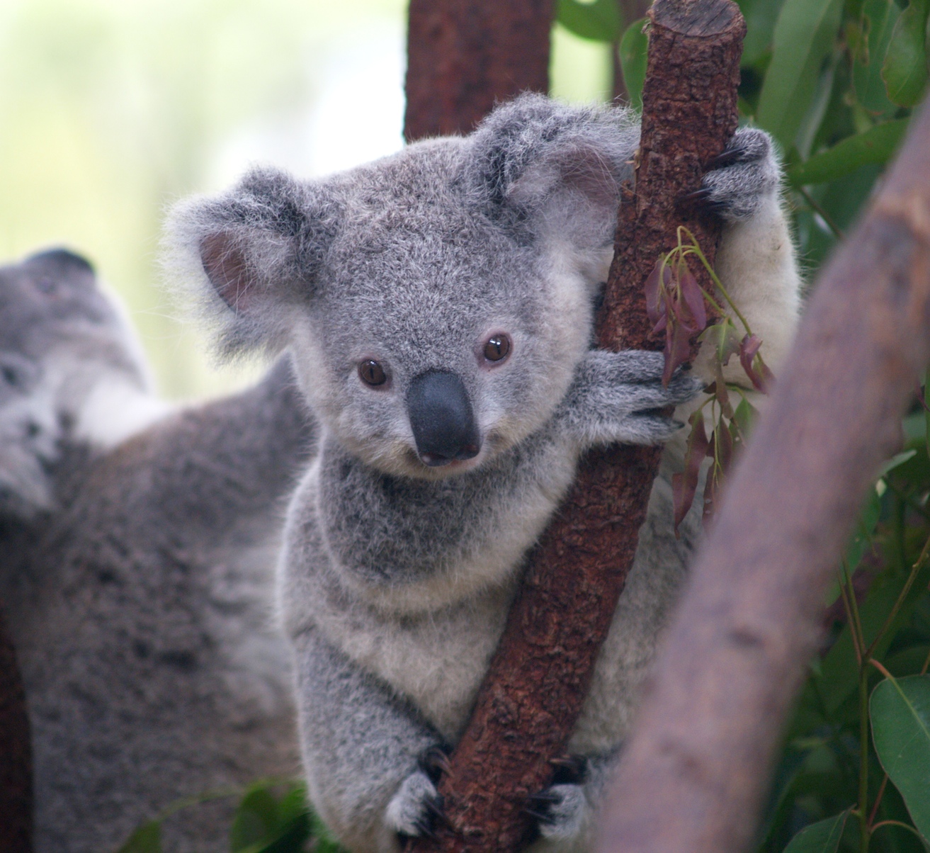 Koala Bears HD Wallpaper Animals