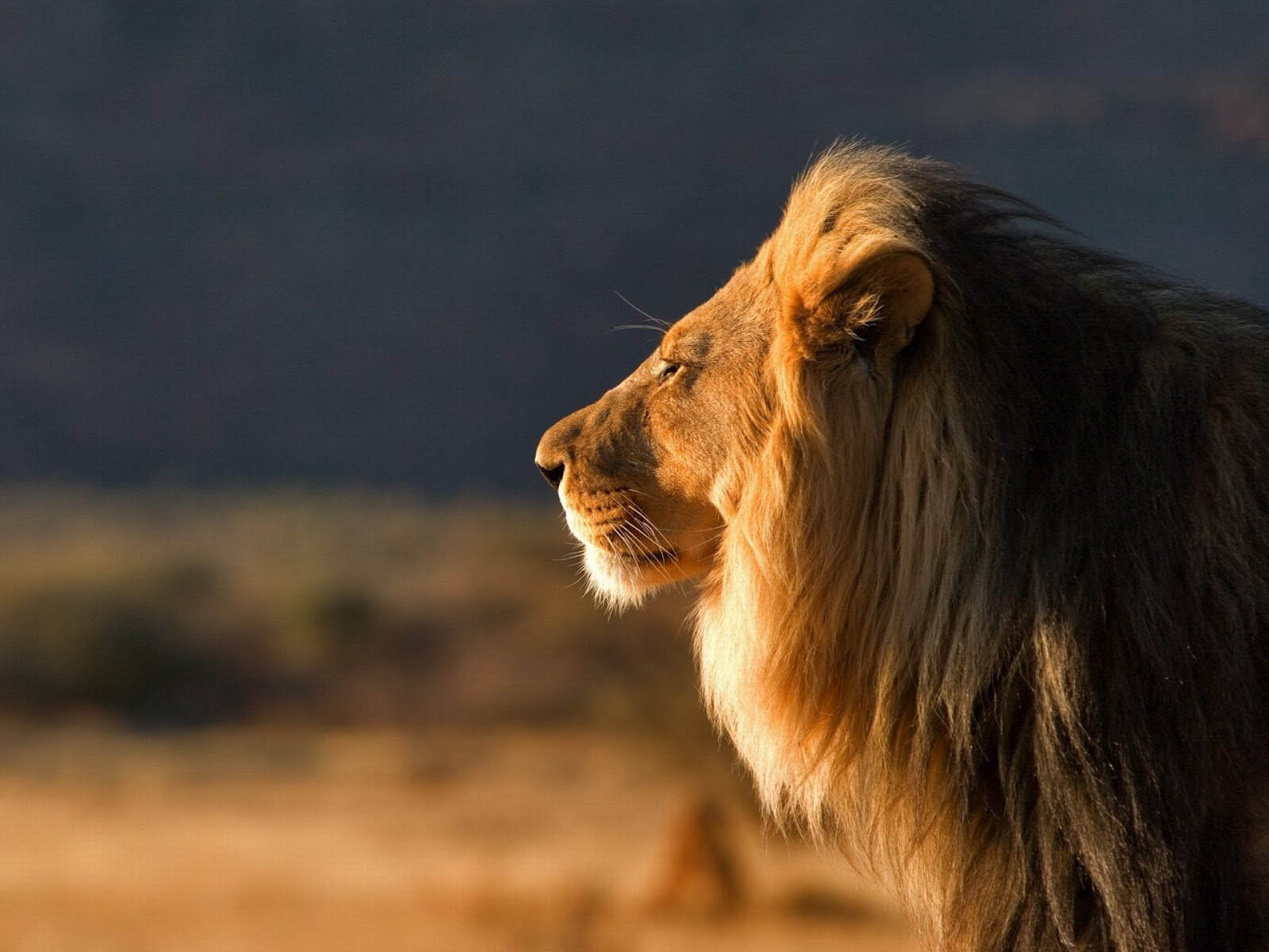 Majestic Male Lion in the African Savanna